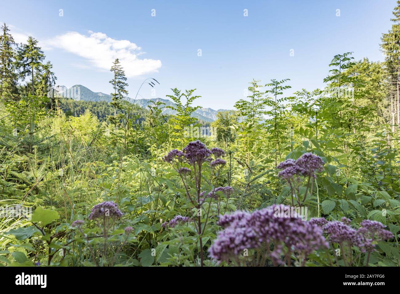Wild herbs in front of a mountain massif Stock Photo