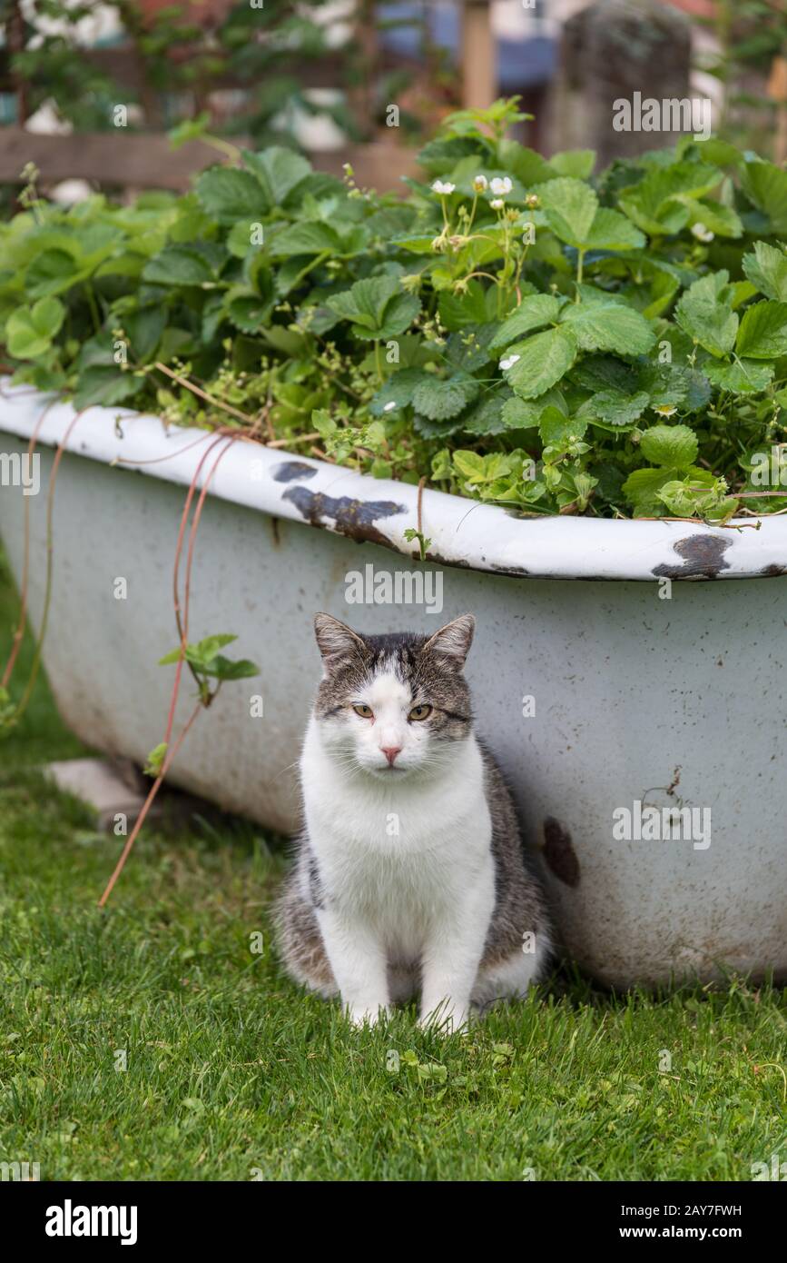 House cat sitting in front of an old upcycling bathtub in the garden Stock Photo