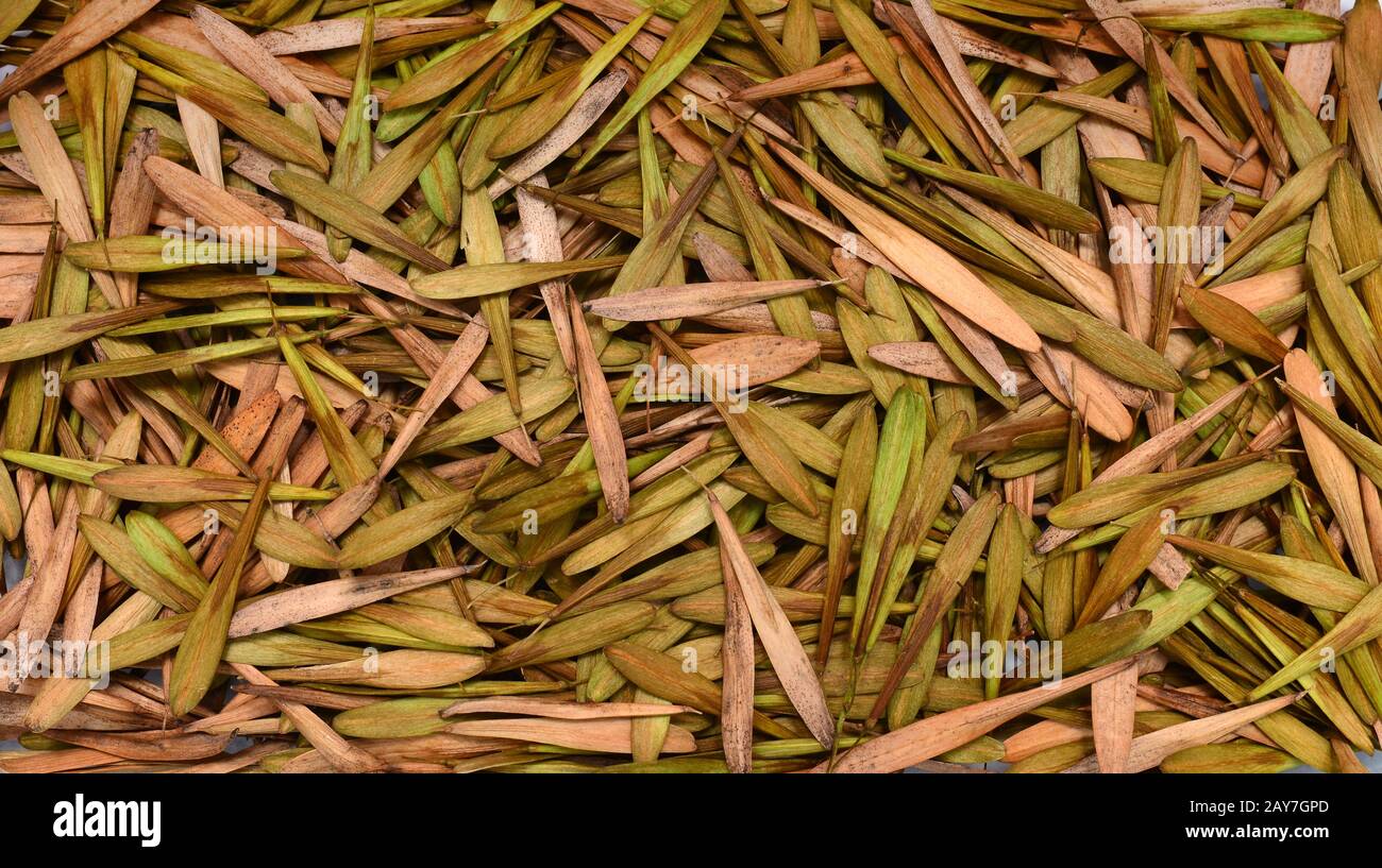 ash tree seeds texture Stock Photo