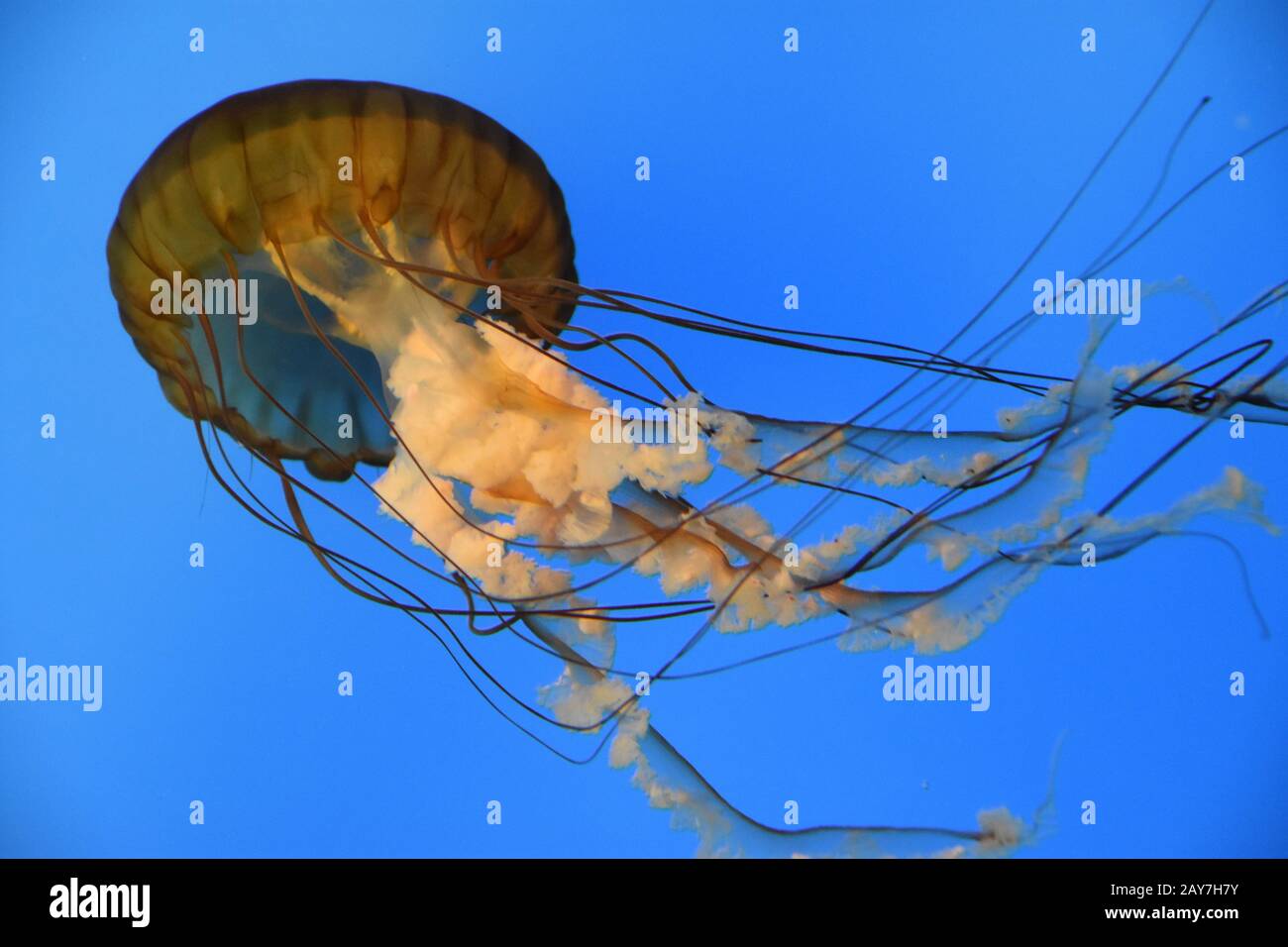 Pacific Sea Nettle Jellyfish Stock Photo