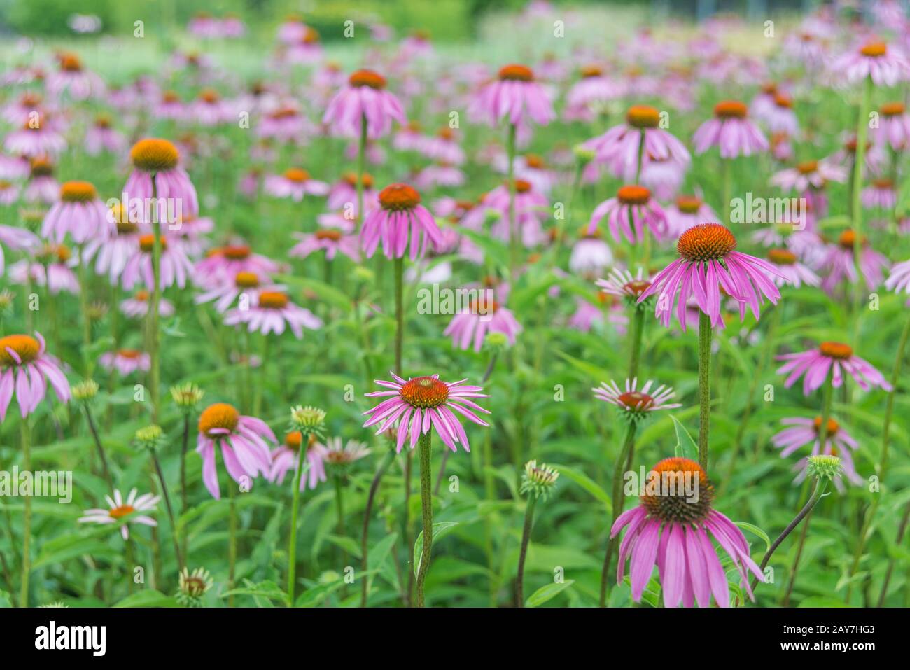 Large plantation of Echinacea Purpurea Stock Photo Alamy