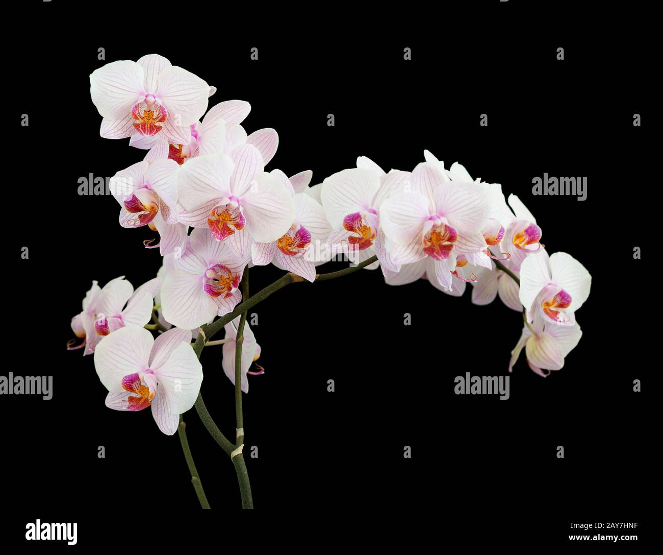 White Orchid On Black Background Stock Photo Alamy