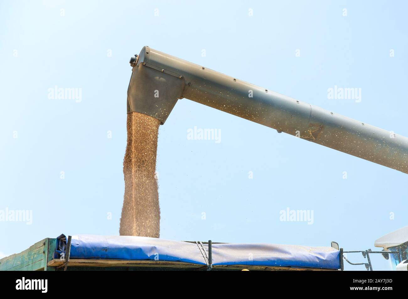 Combine harvester in action on wheat field, unloading grains Stock Photo