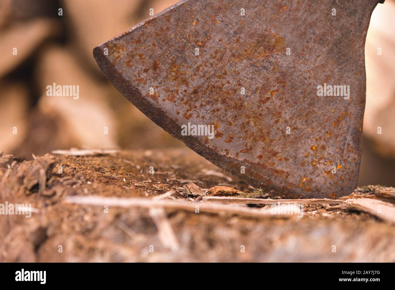 The blade of the Ax is stuck in a log against the background of chopped firewood lying in a flat pile. Stock Photo