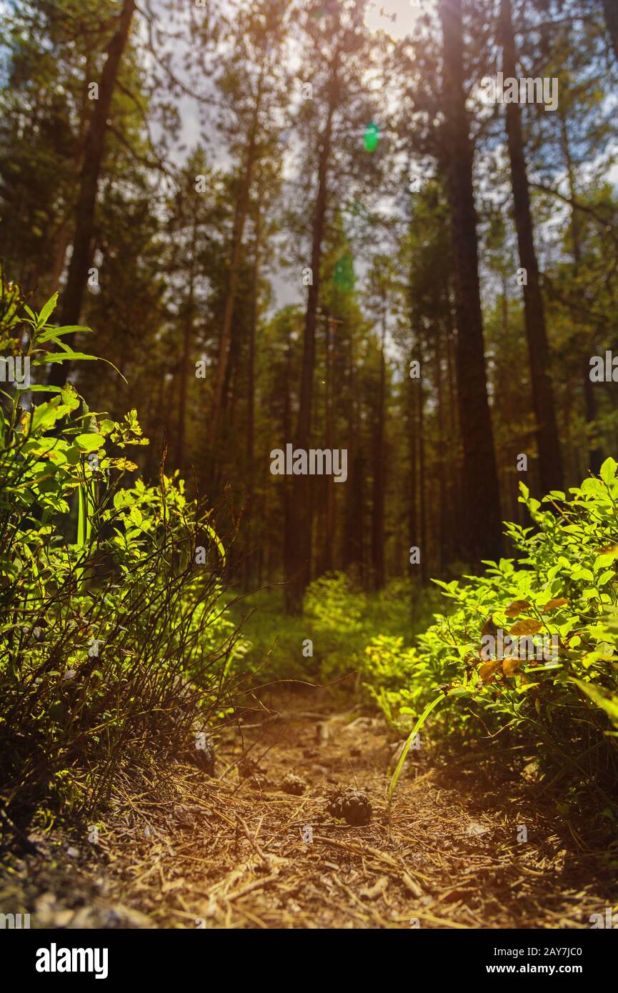 spring forest with a path and sun rays Stock Photo - Alamy