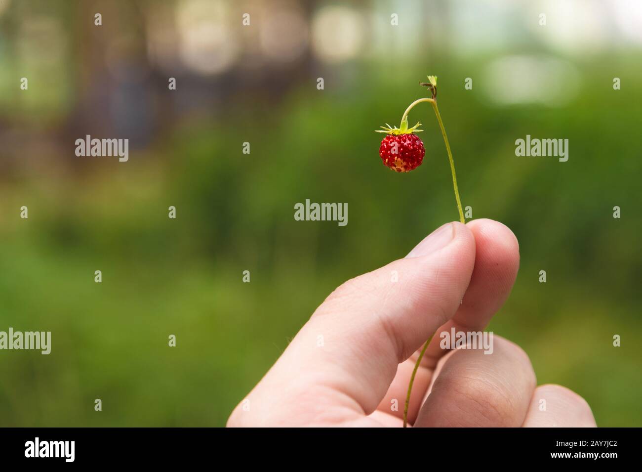 man holding his fingers with a twig with wild strawberries Stock Photo