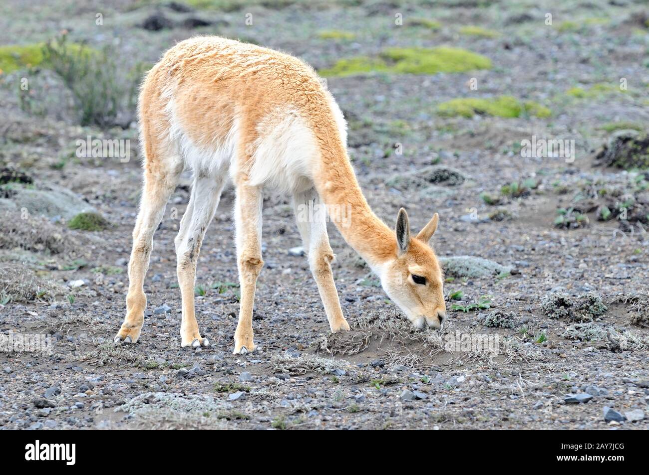 Vicuna at the Reserva de Produccion de Fauna Chimborazo in Ecuador ...