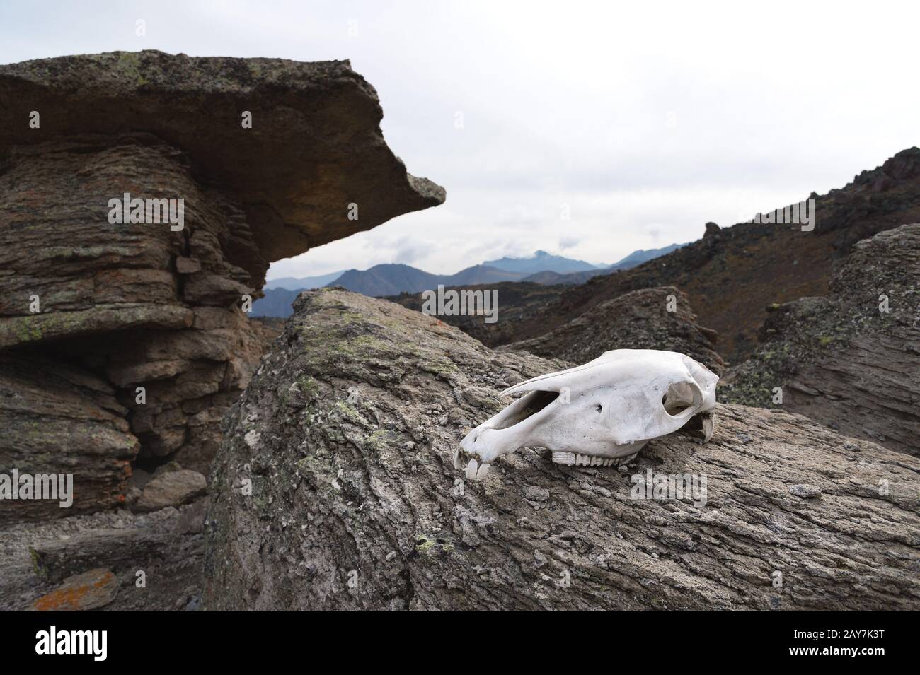 The skull of a cow lies on a stone fungus at an altitude of 3200 meters of Mount Elbrus. Stock Photo