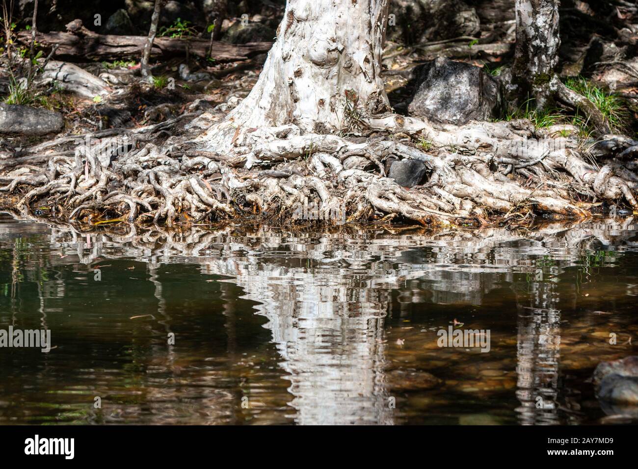Root tree reflection in Cedar Creek Falls, Palm Grove, Queensland ...