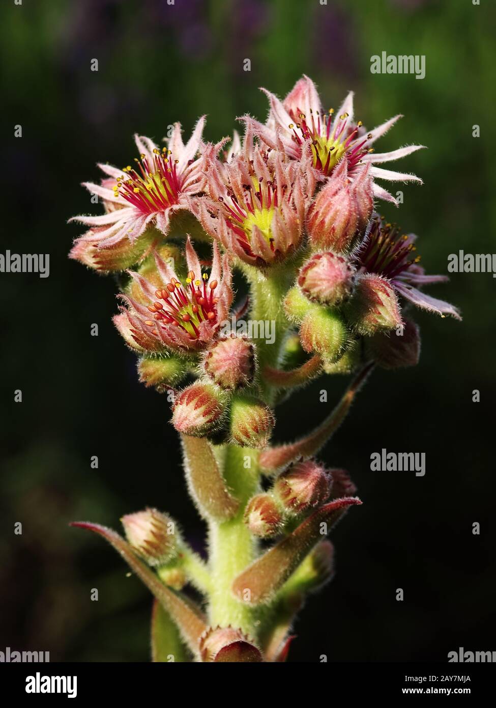 Flowering shoot of a houseleek Stock Photo