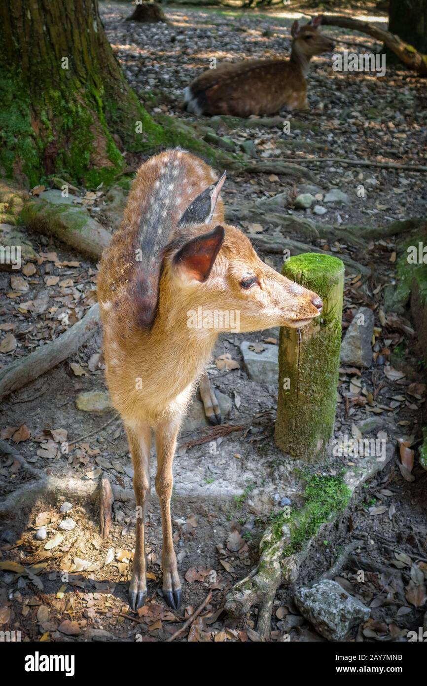 Sika fawn deer in Nara Park forest, Japan Stock Photo