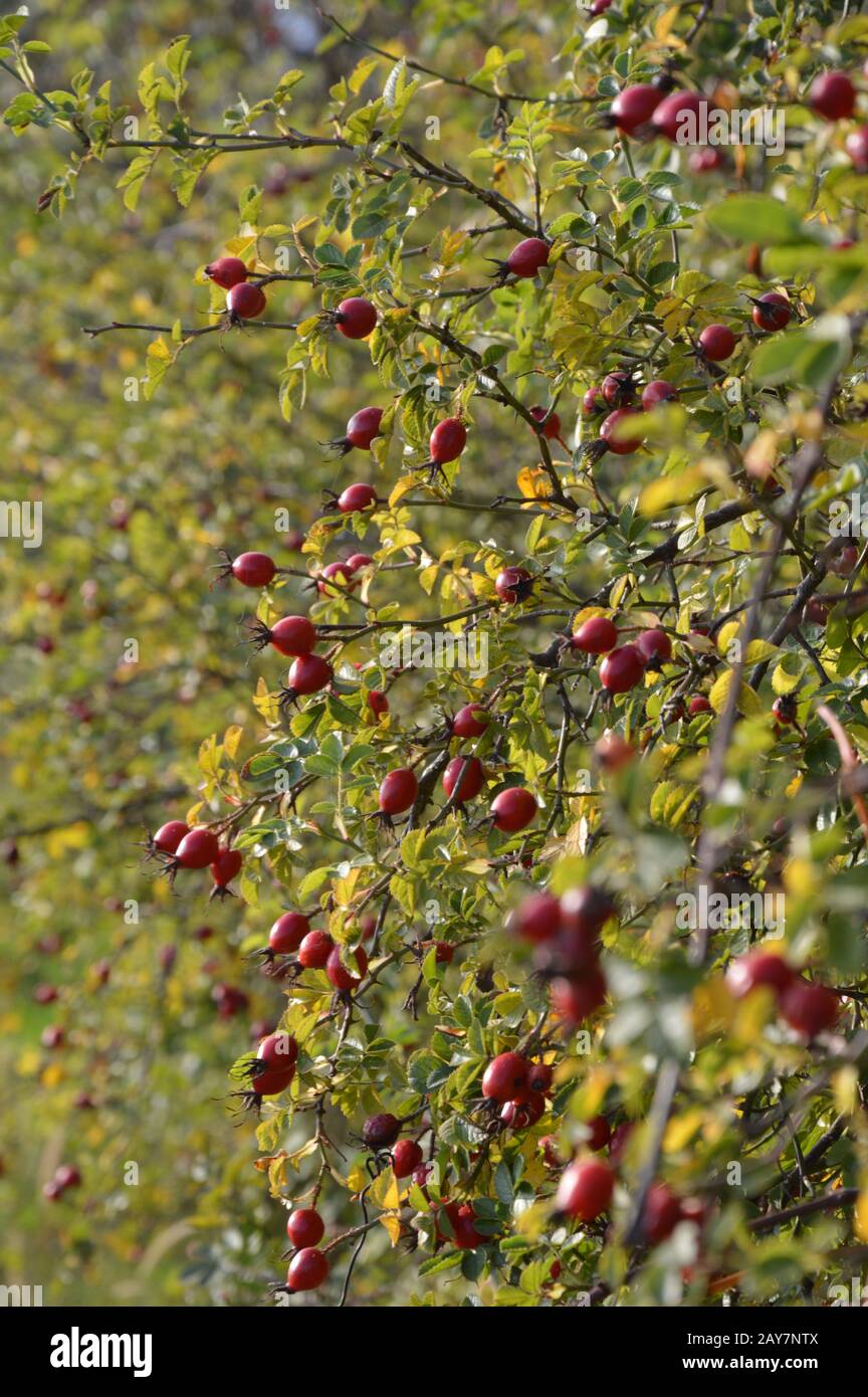 Dog rose / rosehip shrub in autumn with red fruits Stock Photo