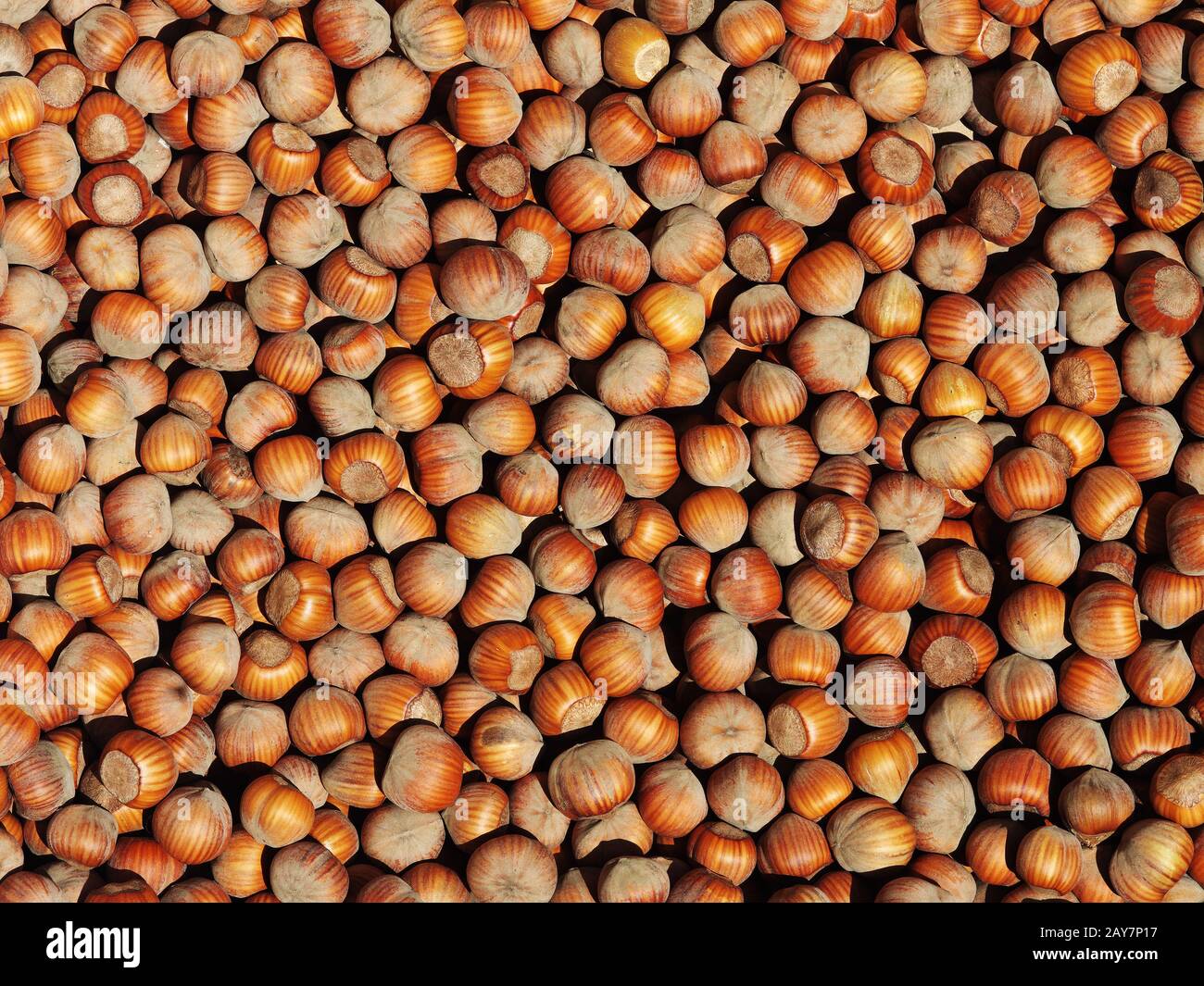 Hazelnut harvest hires stock photography and images Alamy