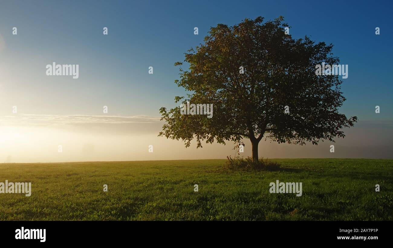 Tree in the morning sun Stock Photo - Alamy