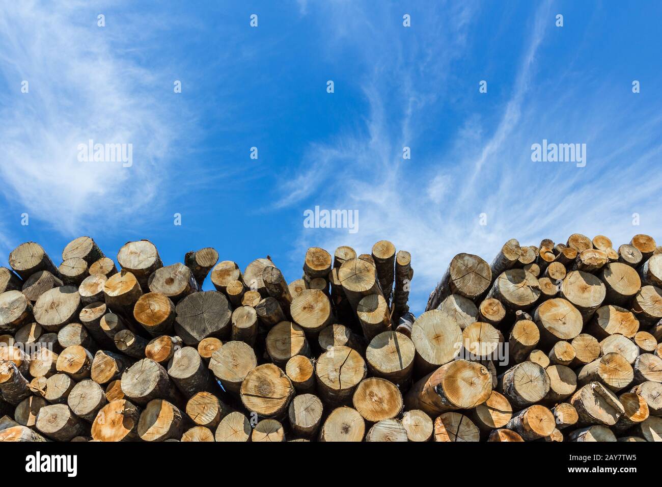 Forest pine trees log trunks felled by the logging timber industry Stock Photo