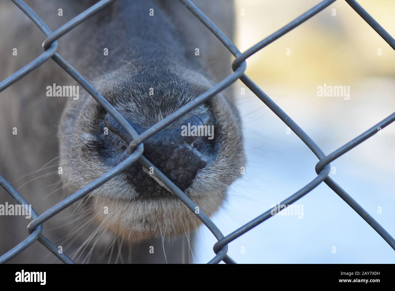 Deer nose behind the netting Stock Photo