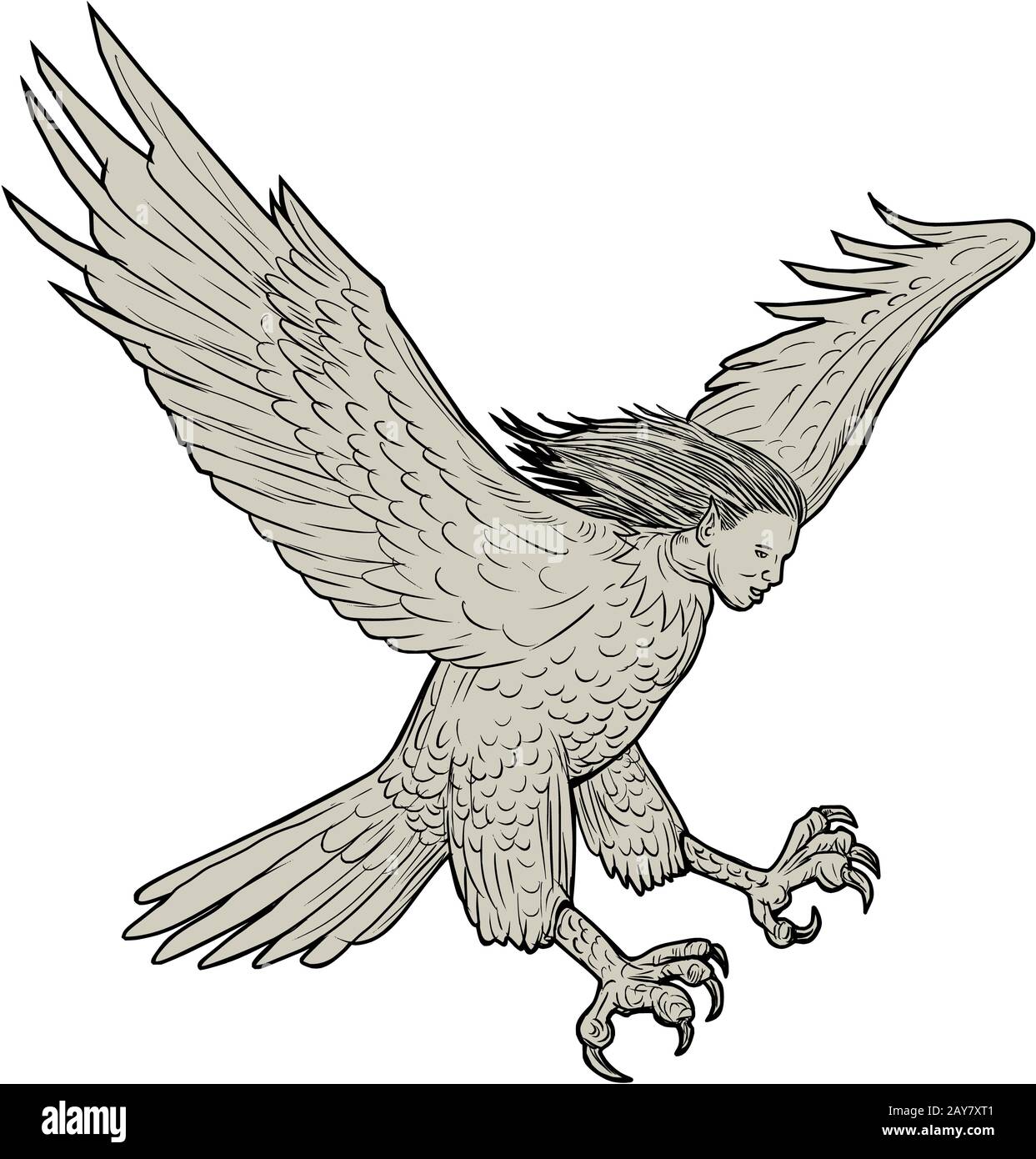 Harpy Swooping Drawing Stock Photo Alamy