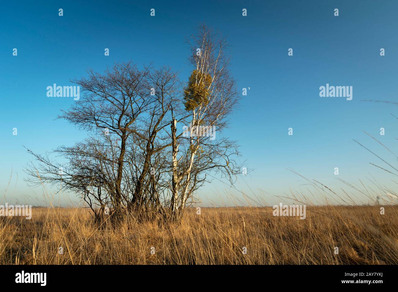 Group of trees on the meadow with tall grasses, horizon and blue sky Stock Photo