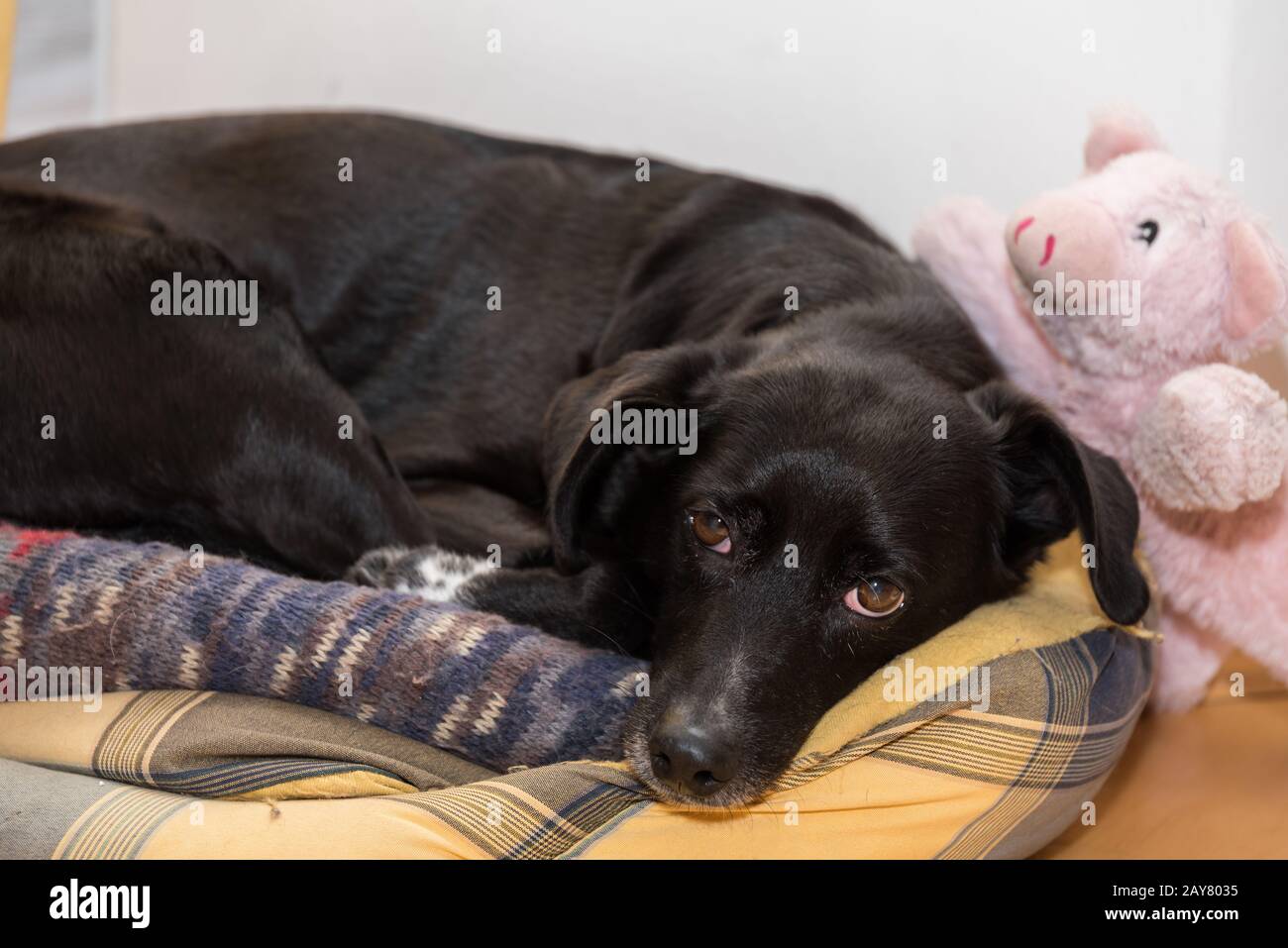 Black dog in his bed with lucky pig as cuddly toy Stock Photo