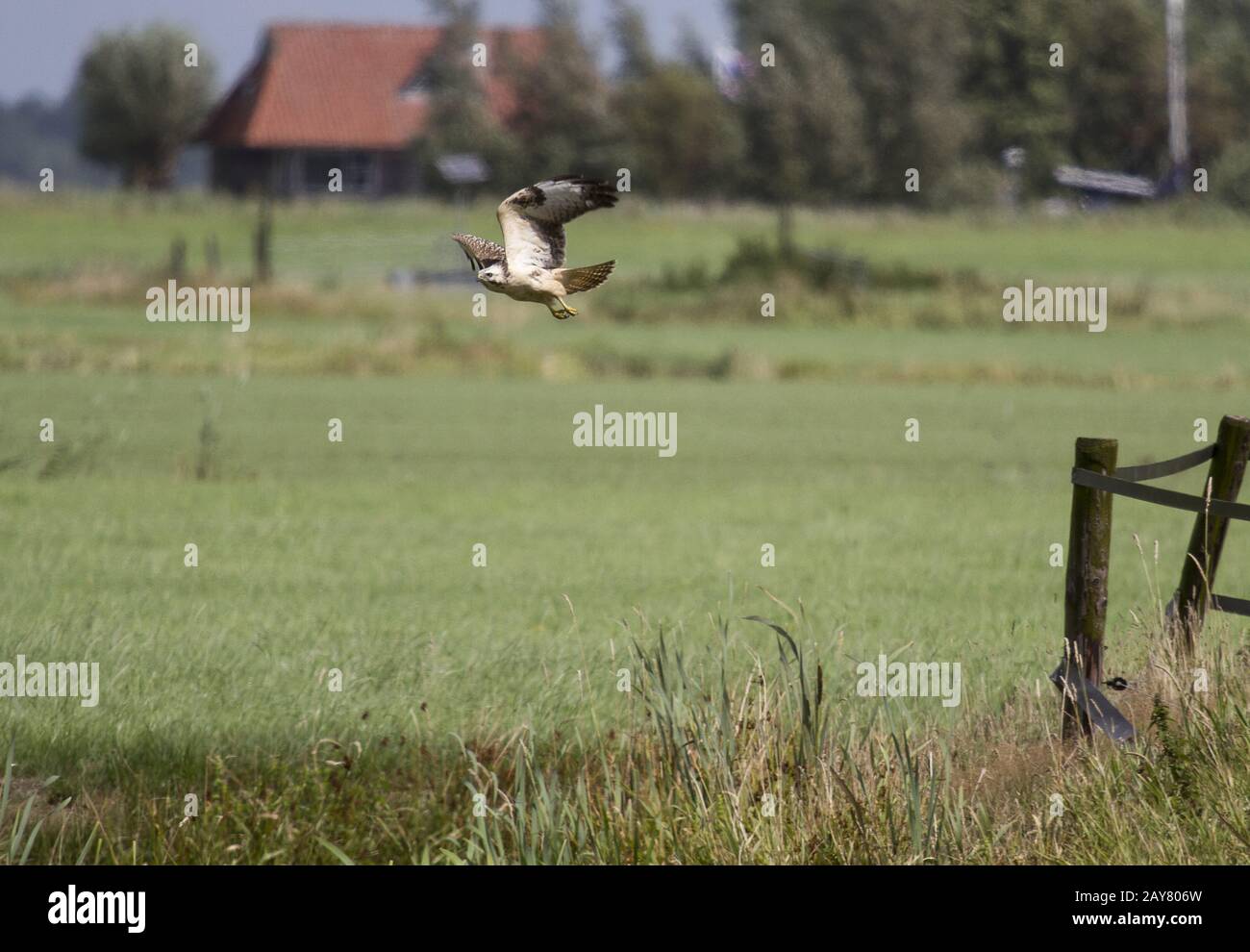 Common Buzzard, Nature Reserve, Earnewald, Friesland, Netherland Stock Photo