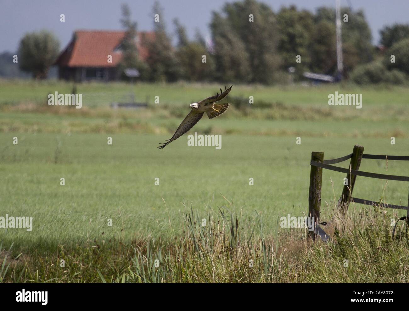 Common Buzzard, Nature Reserve, Earnewald, Friesland, Netherland Stock Photo