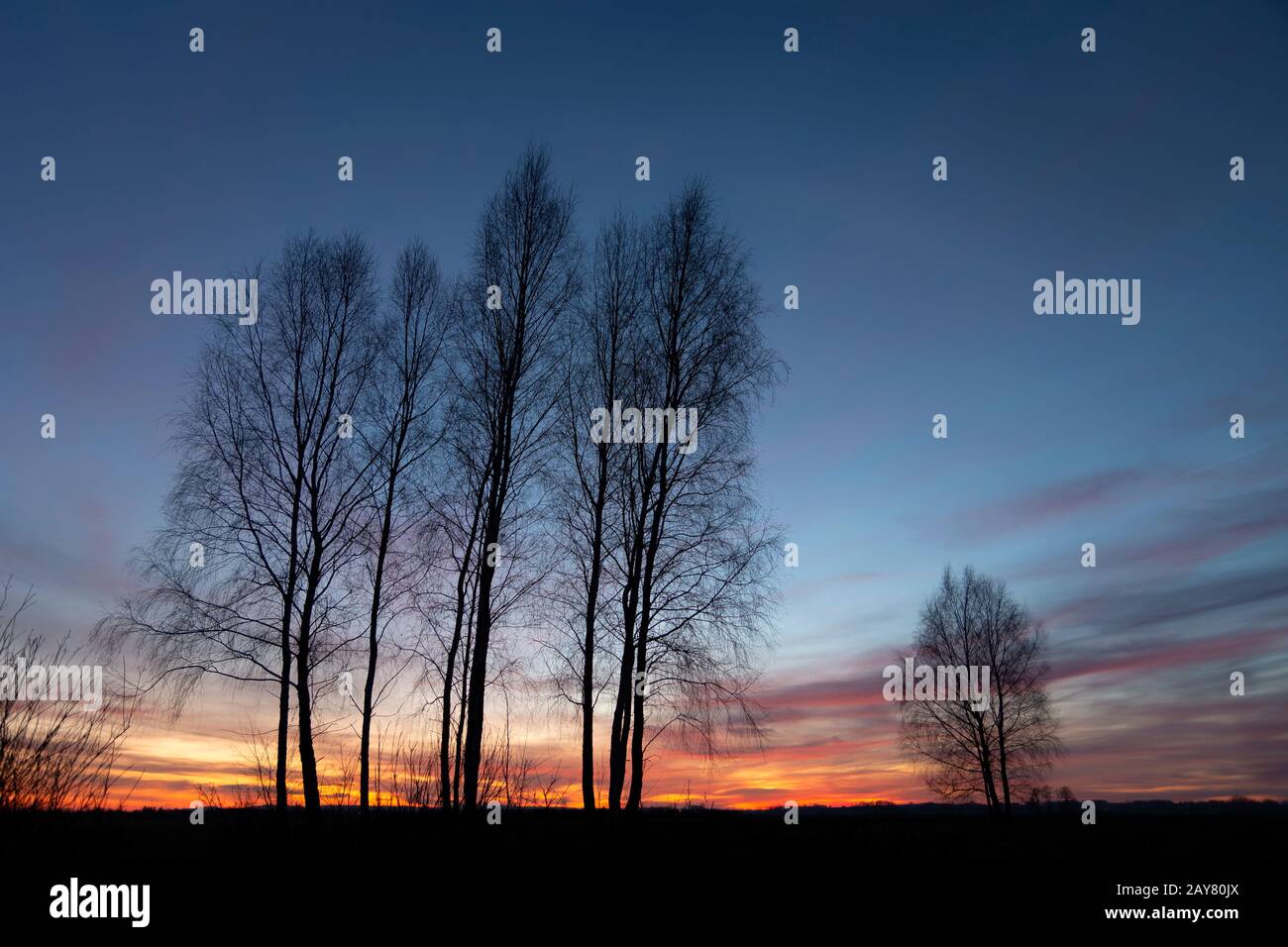 Black silhouettes leaves trees hi-res stock photography and images - Alamy