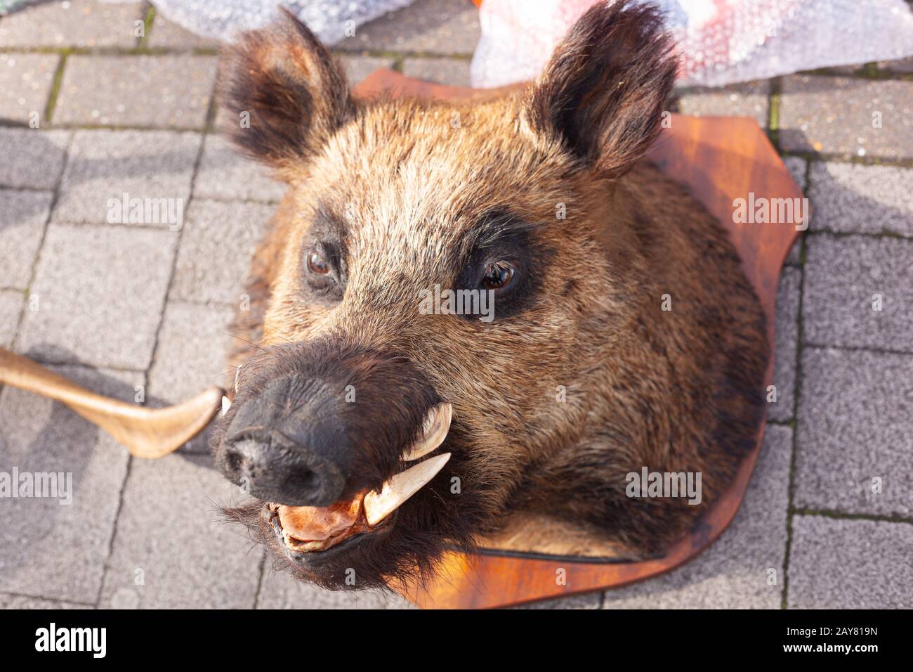 Stuffed and mounted boars head on display at an Essex Market stall