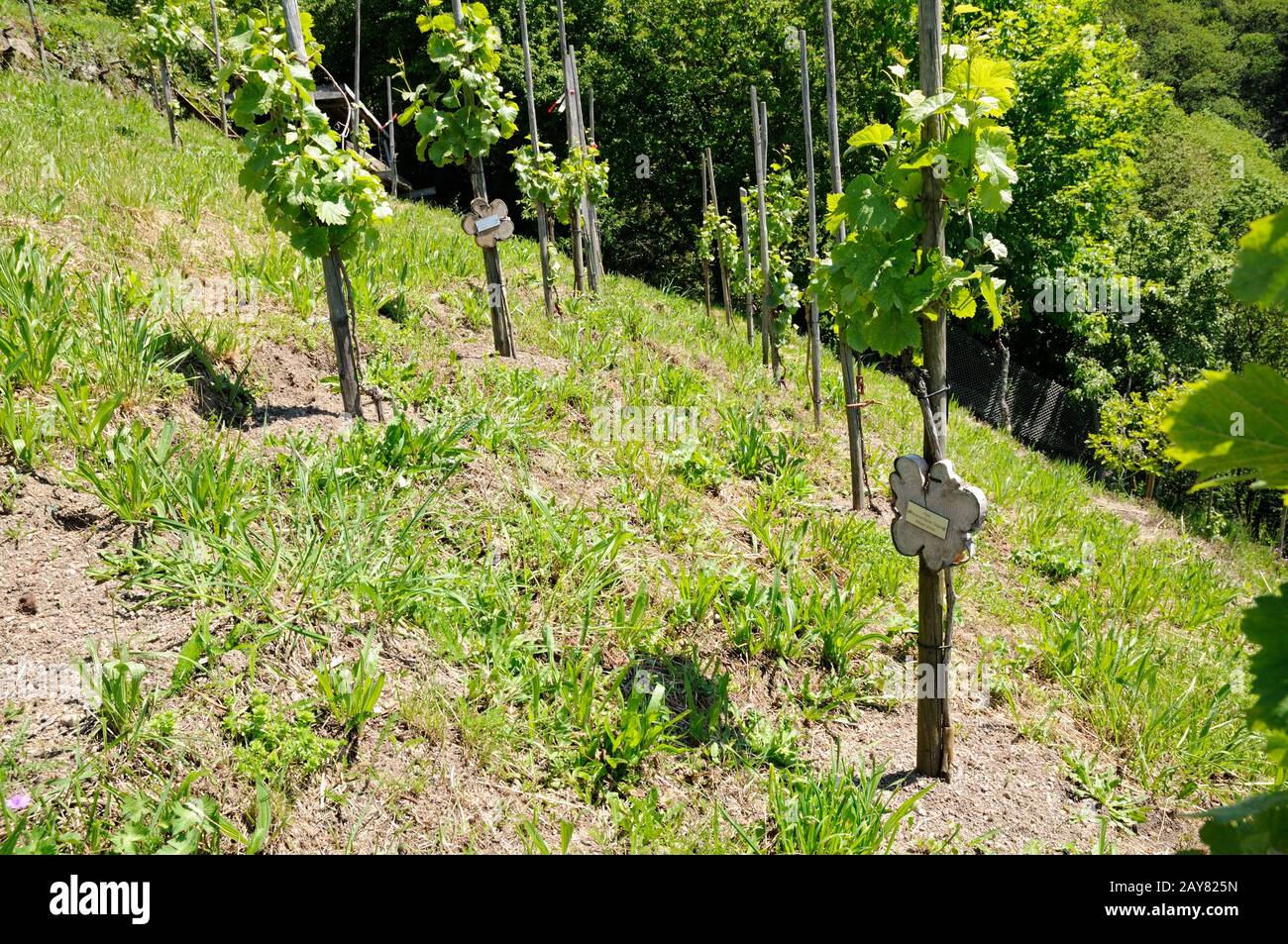 Single stick vines with sponsorship on Engelsfelsen in Bühlertal Black Forest Germany Stock Photo