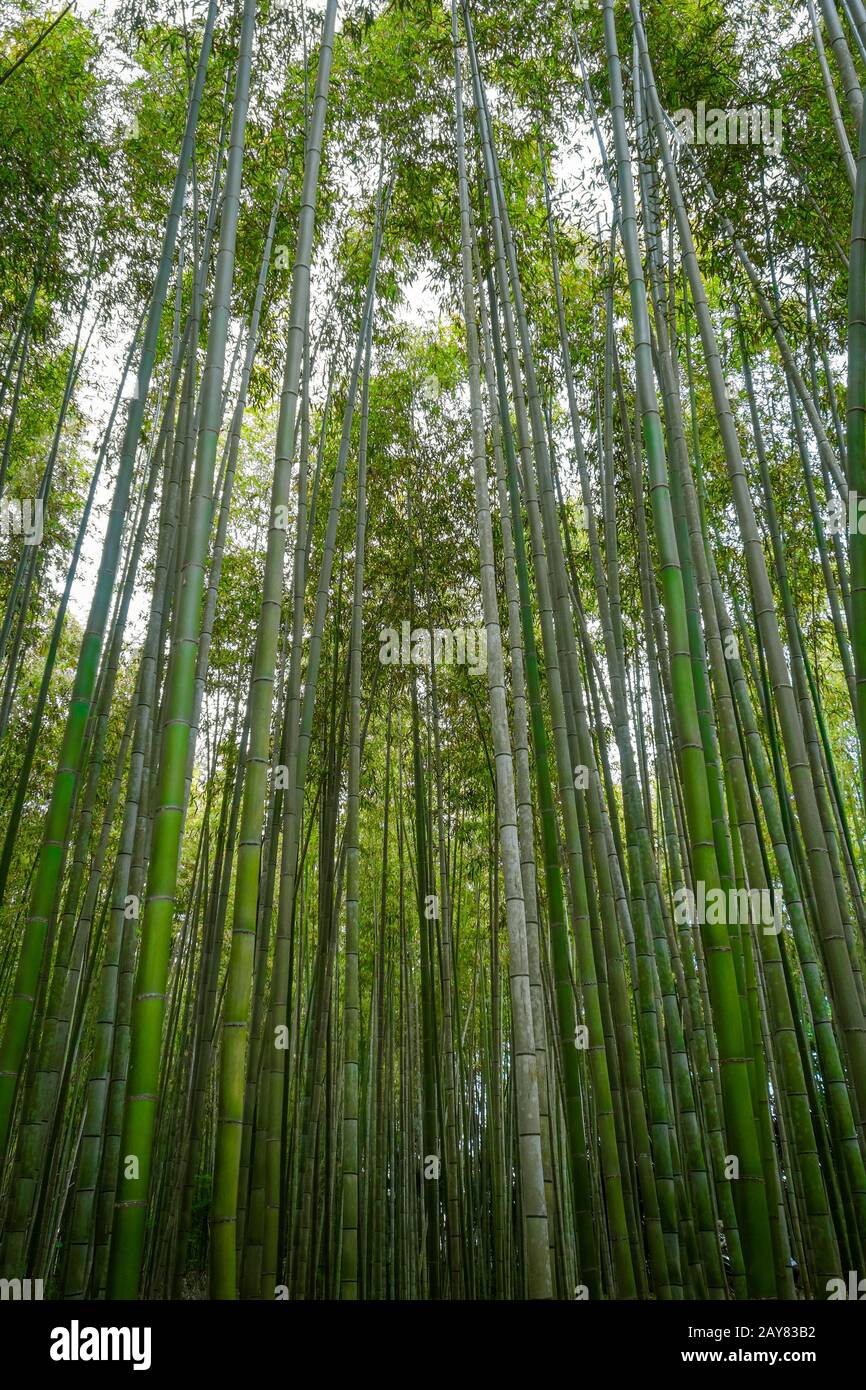 Arashiyama bamboo forest, Kyoto, Japan Stock Photo Alamy