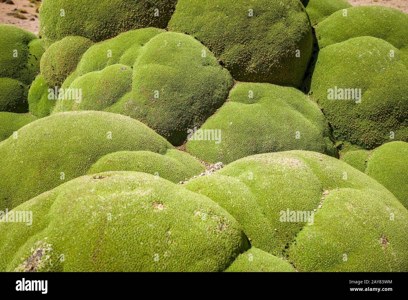 Rock covered with moss in Bolivian sud lipez Stock Photo