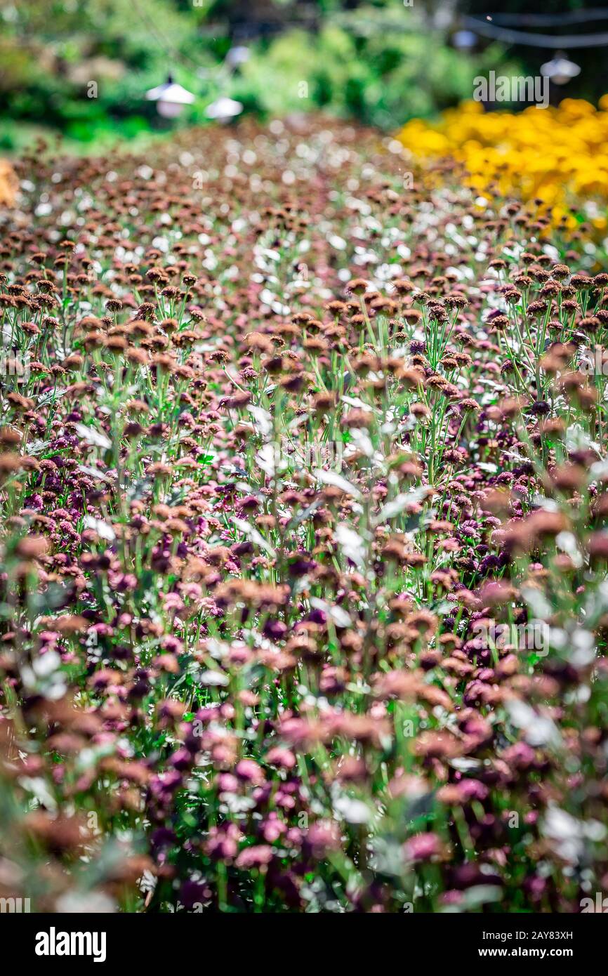 Flowers plantation growing in a farm. Holambra, Sao Paulo State Stock