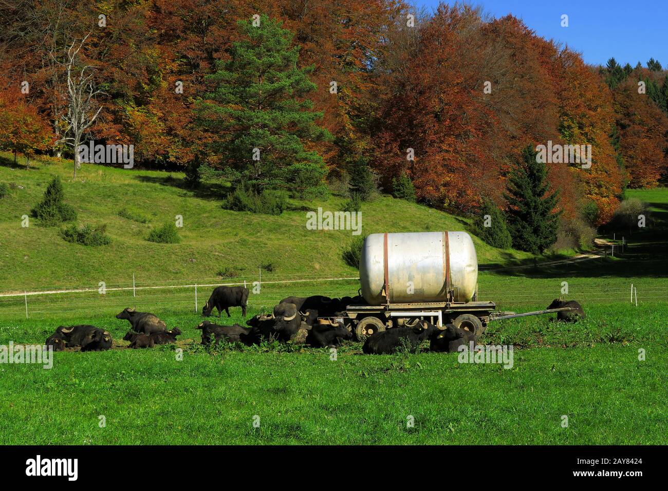 autumn landscape; swabian jura; swabian alps, swabian highlands; water buffalos; Stock Photo