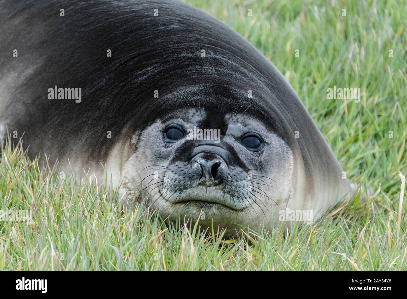 Close-up of cute Southern Elephant Seal Pup, Mirounga leonina, Sea Lion Island, in the Falkland Islands, South Atlantic Ocean Stock Photo