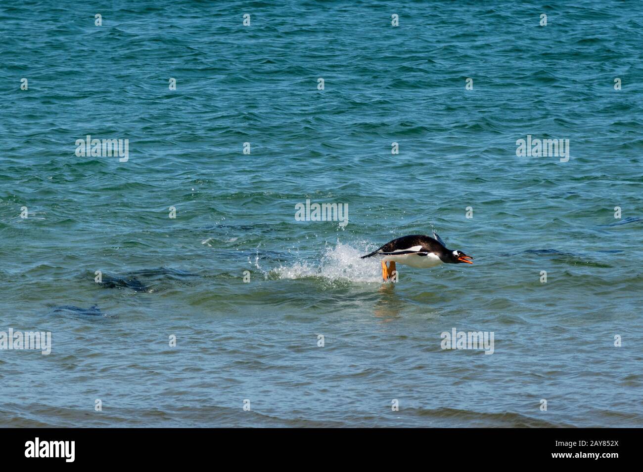 Raft of Gentoo Penguins, Pygoscellis papua, swimming at the Neck on Saunders Island, Falkland Islands, South Atlantic Ocean Stock Photo