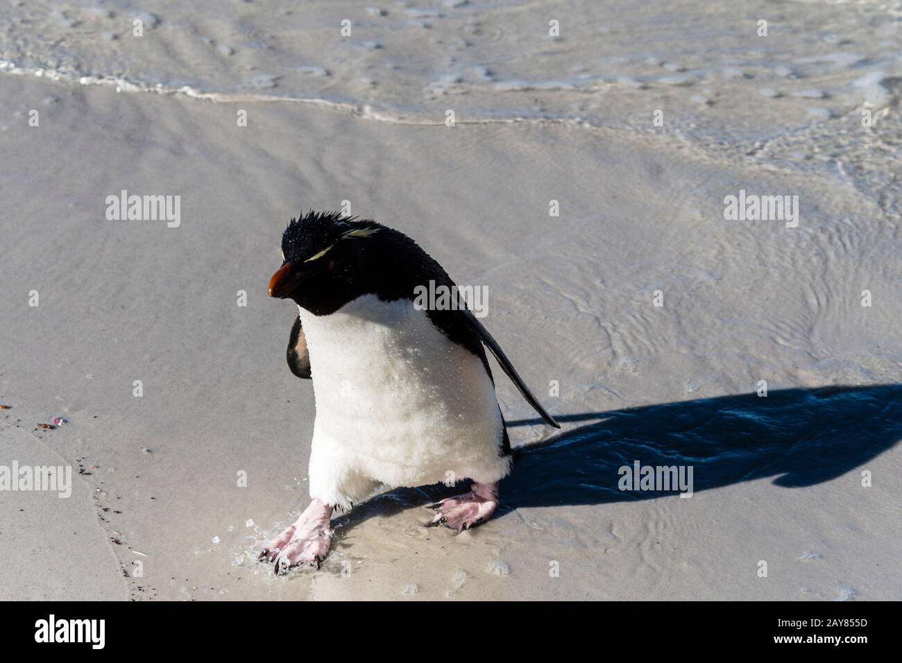 Southern Rockhopper Penguin, Eudyptes (chrysocome) chrysocome, walking on the beach, Saunders Island, Falkland Islands, South Atlantic Ocean Stock Photo