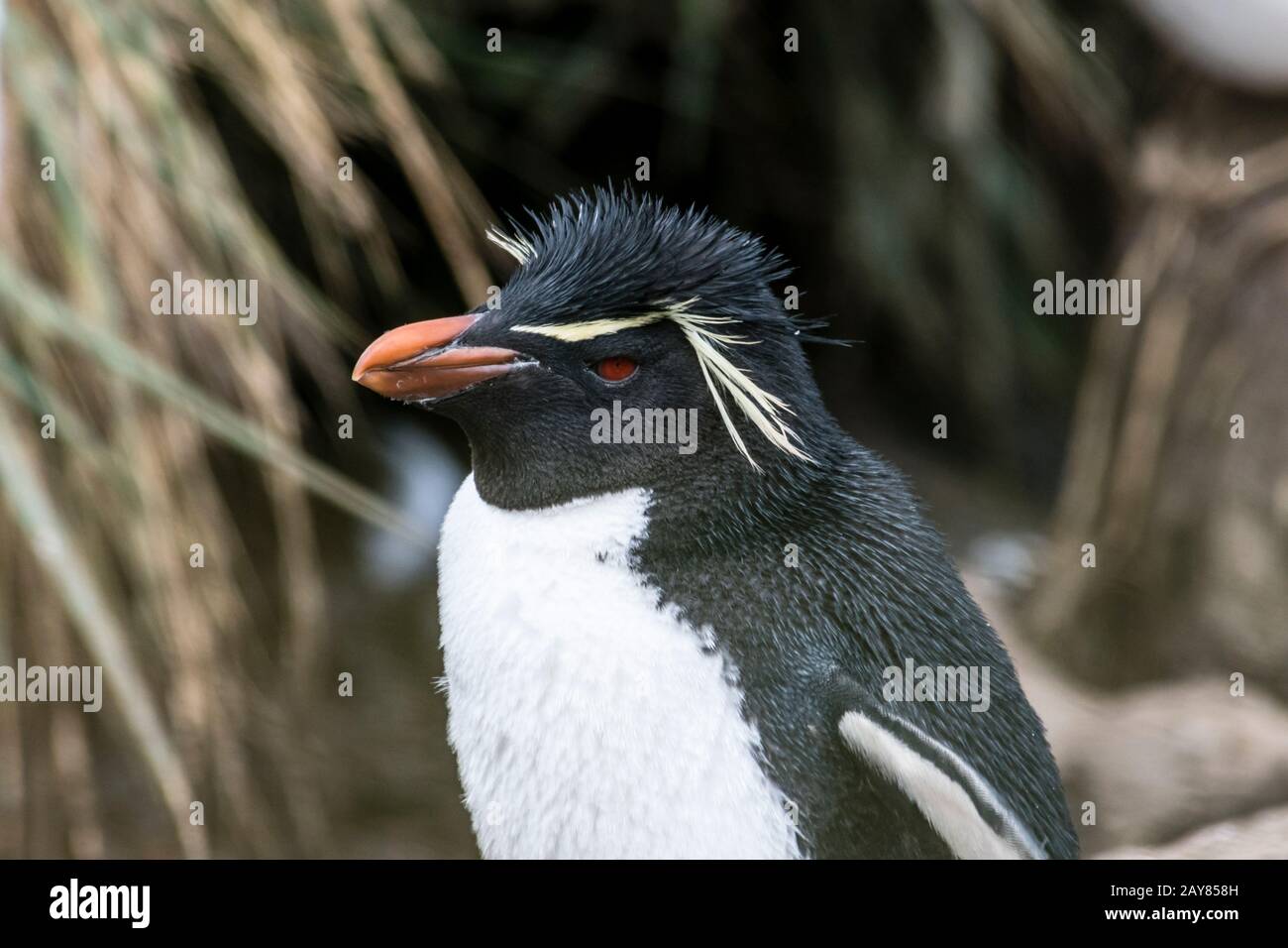 Portrait of a Southern Rockhopper Penguin, Eudyptes (chrysocome) chrysocome, West Point Island, Falkland Islands, South Atlantic Ocean Stock Photo