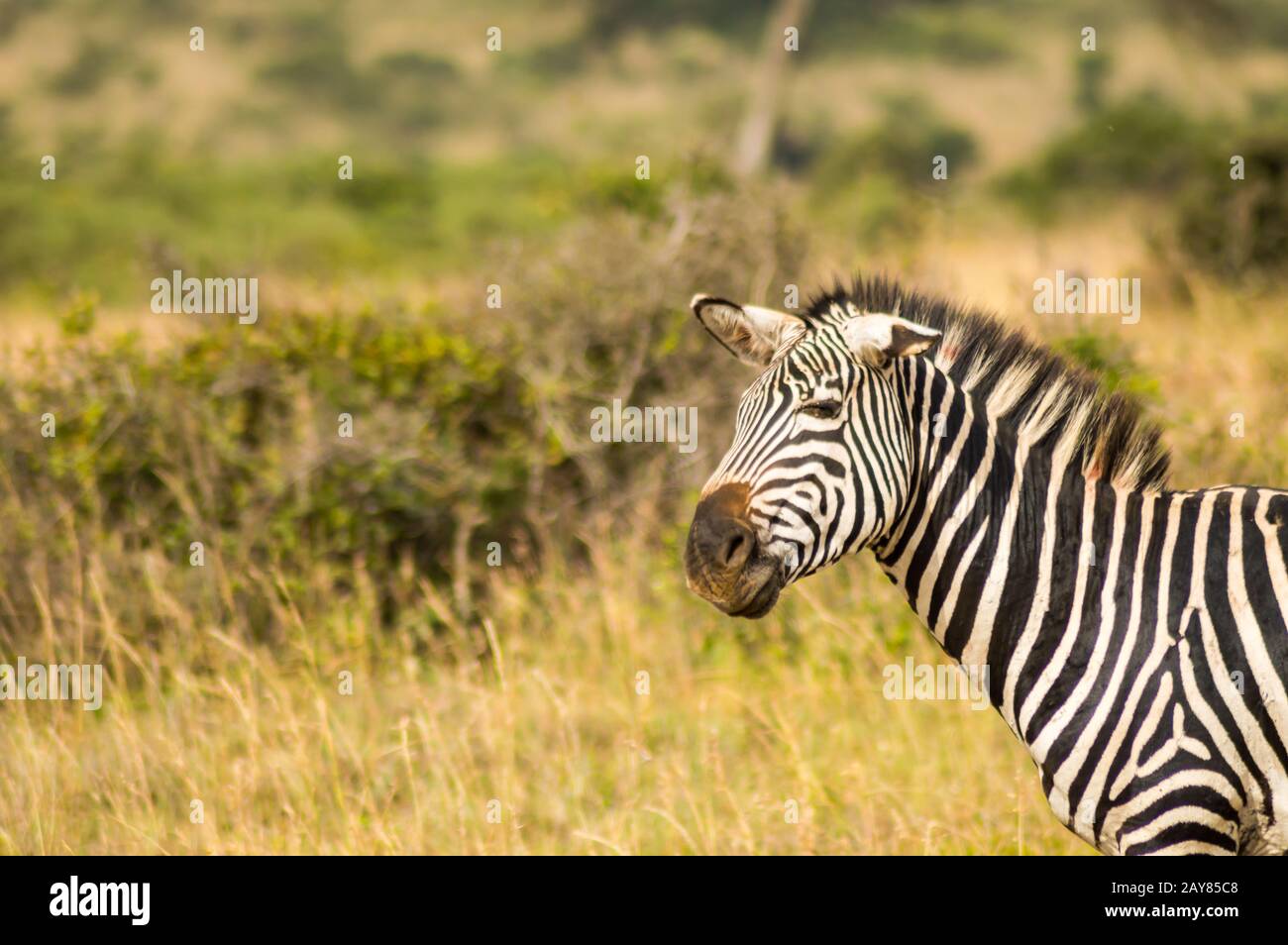Zebra with ears down and a funny Stock Photo