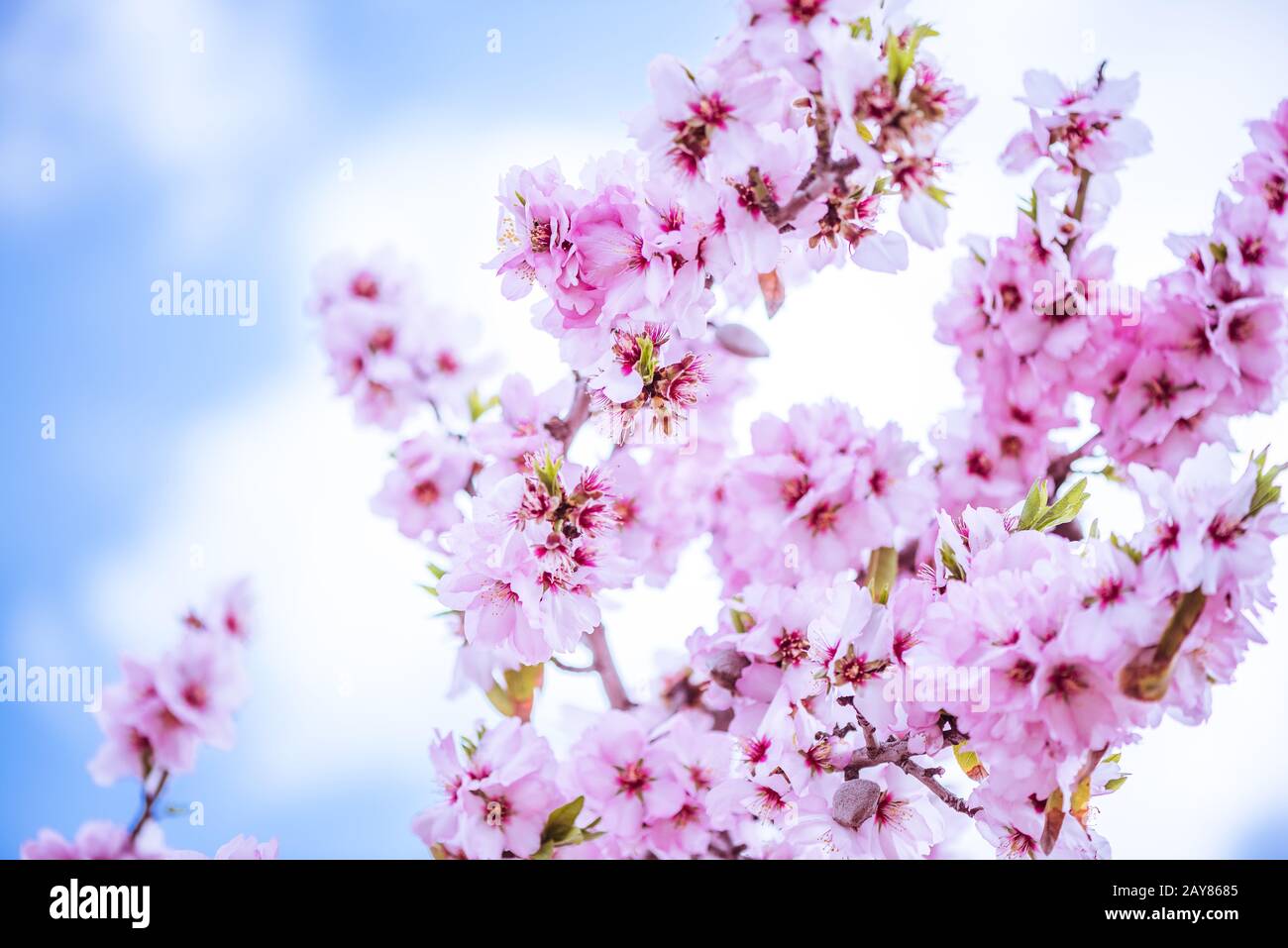 Spring blossom orchard hi-res stock photography and images - Alamy