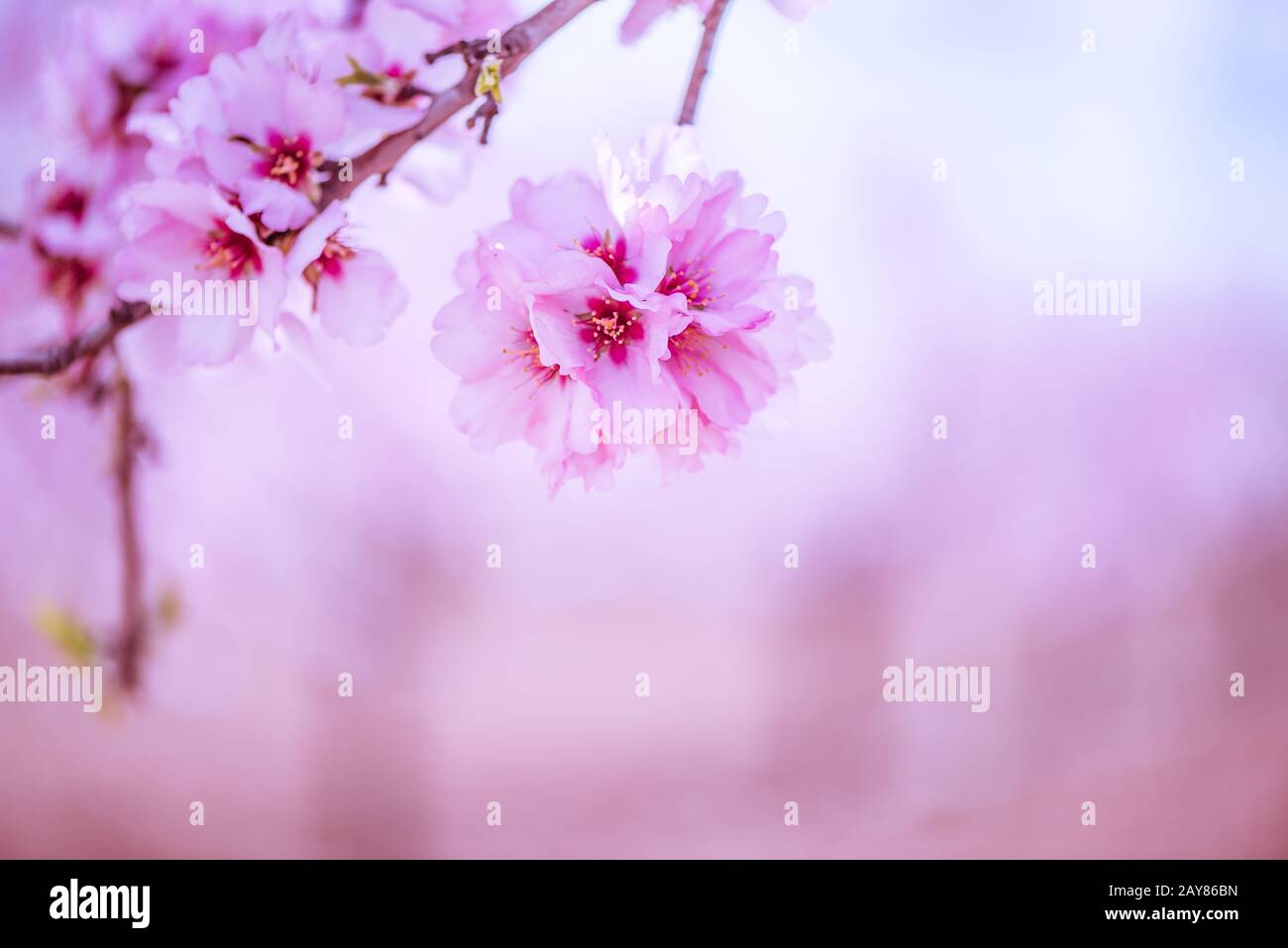 Spring blossom orchard hi-res stock photography and images - Alamy