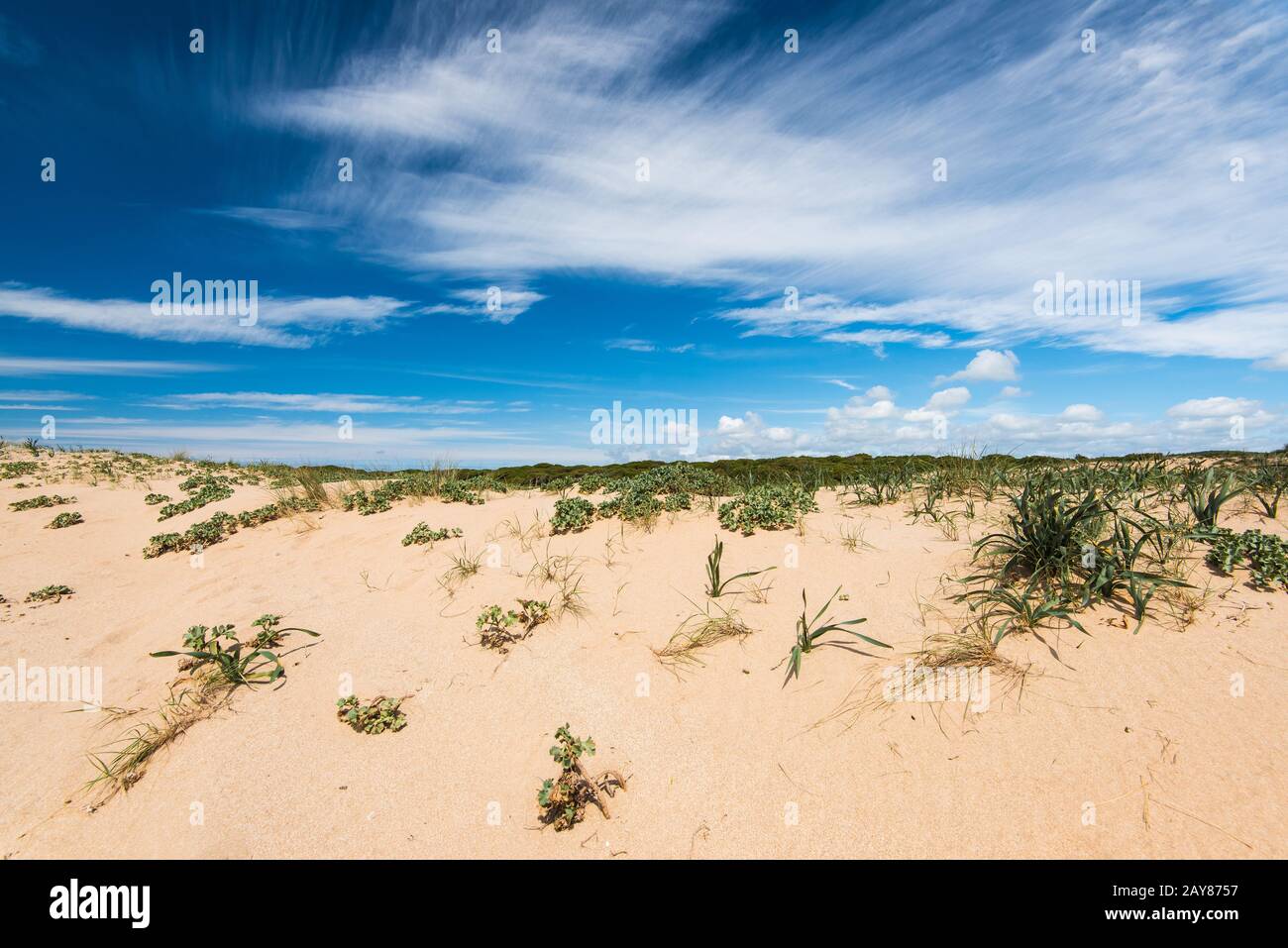 Dunes in natural reserve Zahara de los Atunes, Spain Stock Photo