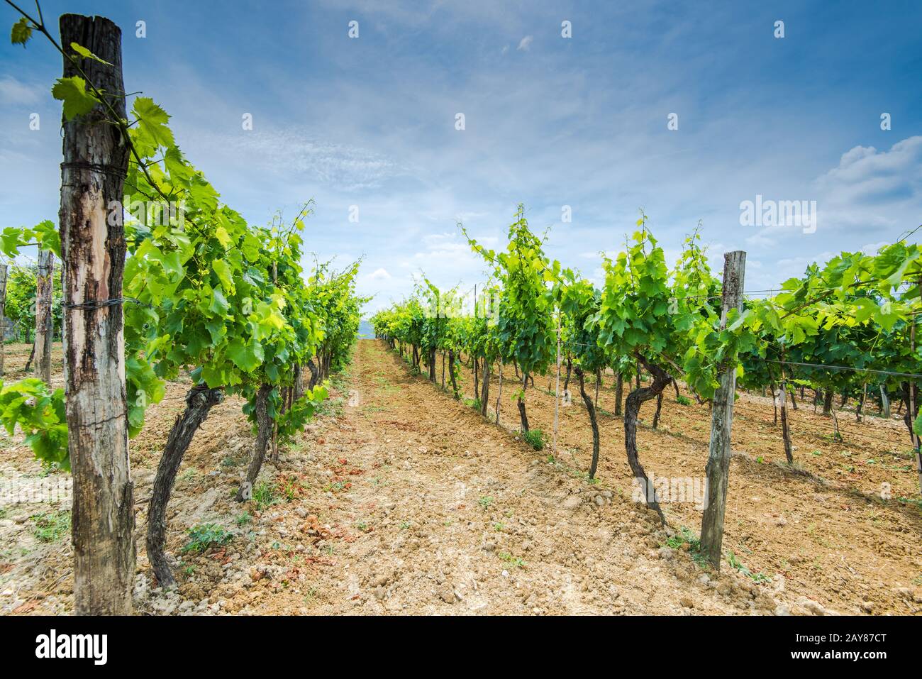 Rows of grape vine in fields Stock Photo