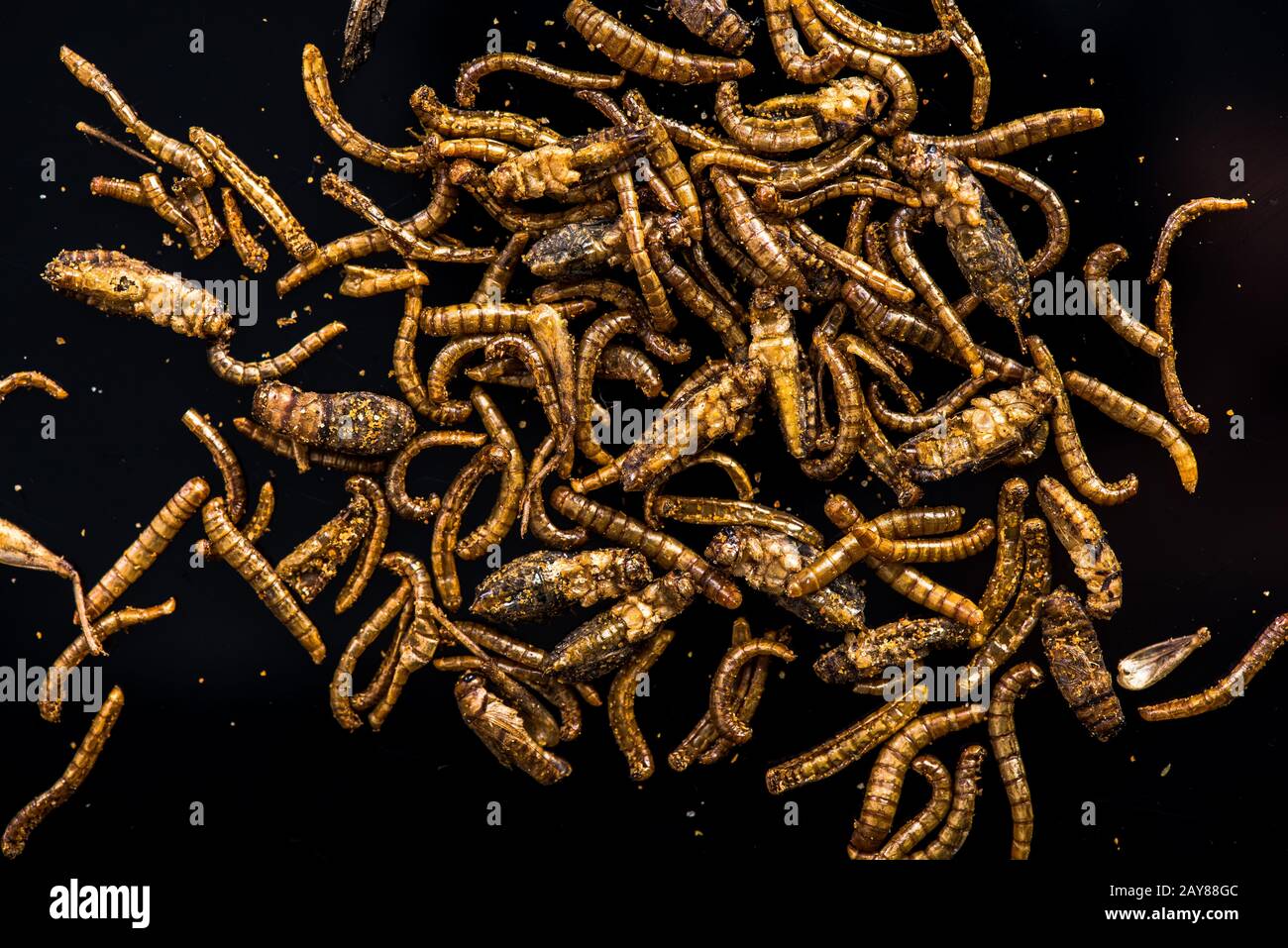 жук мучной хрущак личинки. ларва гусеница. Edible insects. Larva: личинки жук мульт. черви насекомые и личинки.