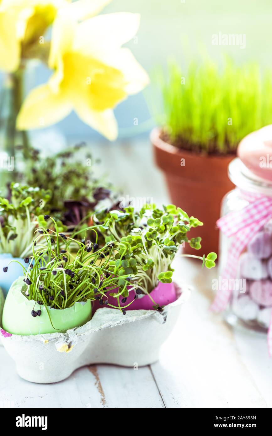 Healthy eating, sprouts in easter egg shells. Stock Photo
