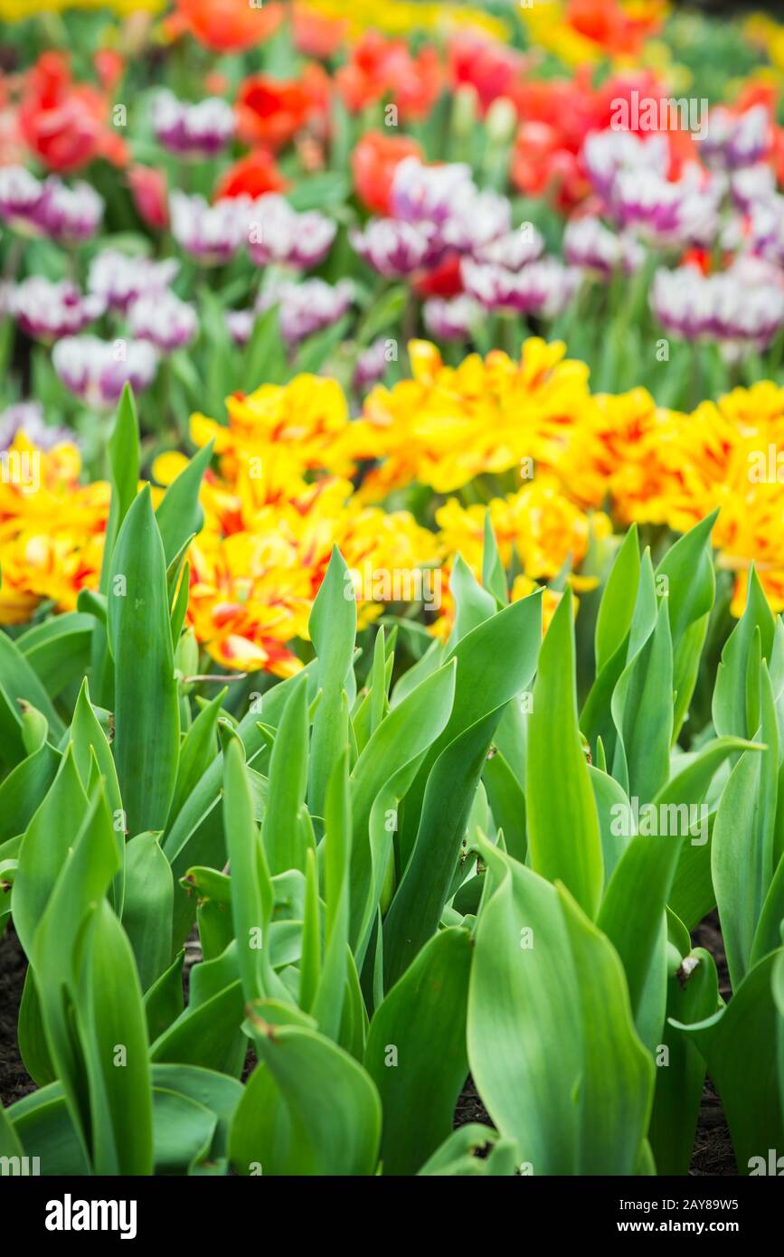 Beautiful tulips blooming in spring garden with blurred background Stock Photo