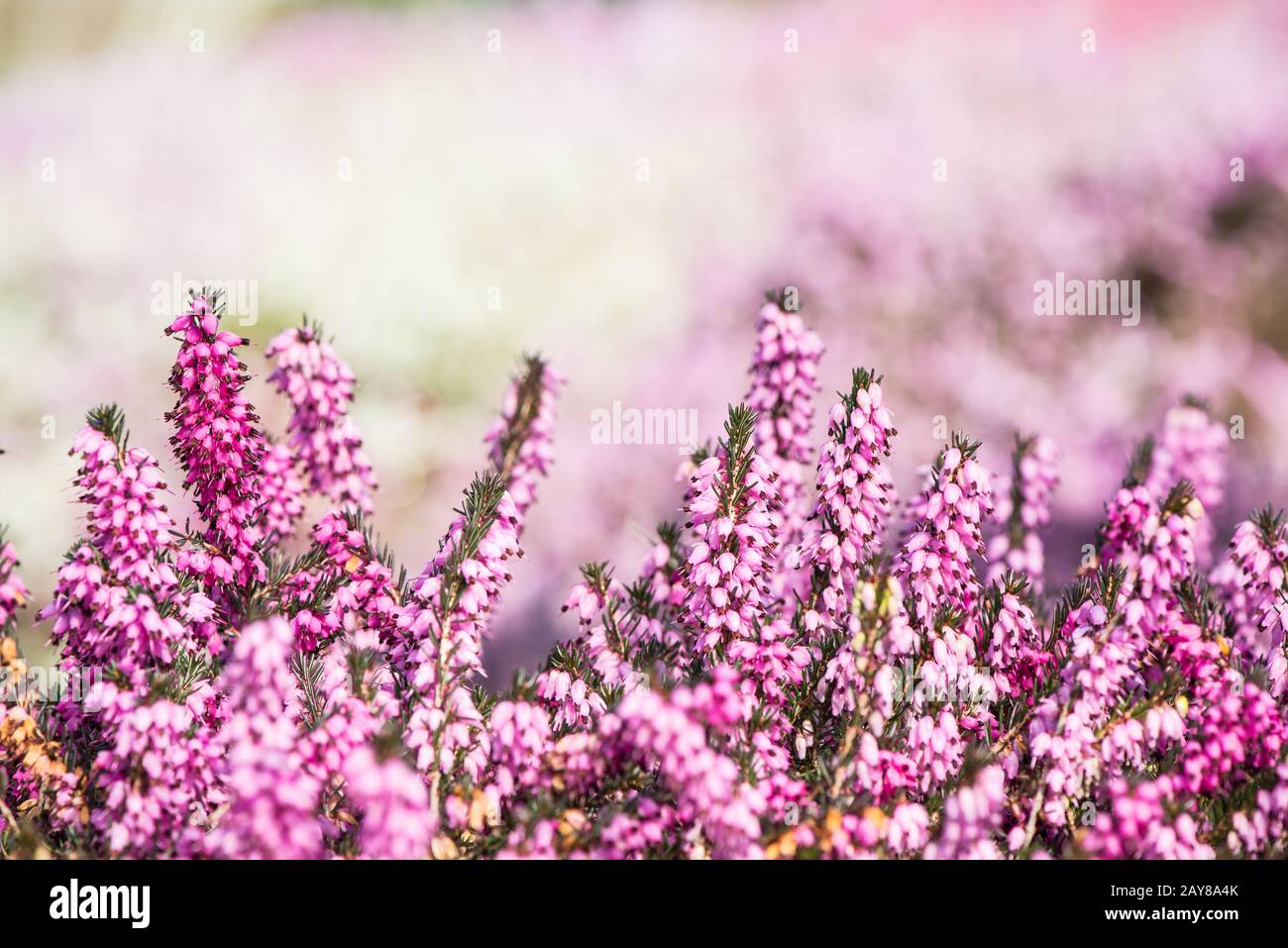Blooming heathers with blured background Stock Photo