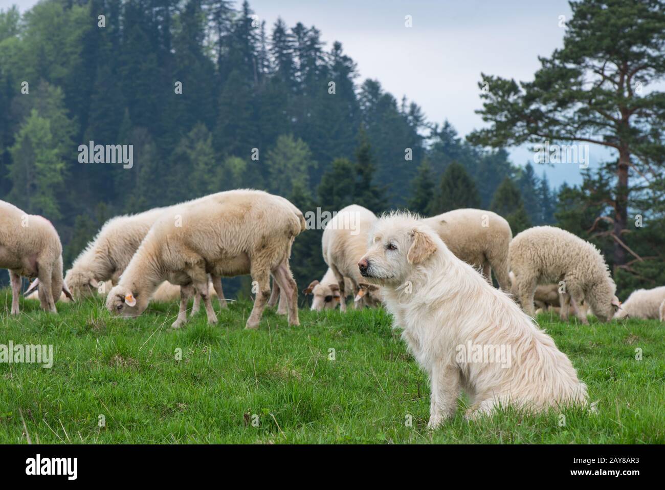 traditional sheep grazing on hills in polish mountains Stock Photo