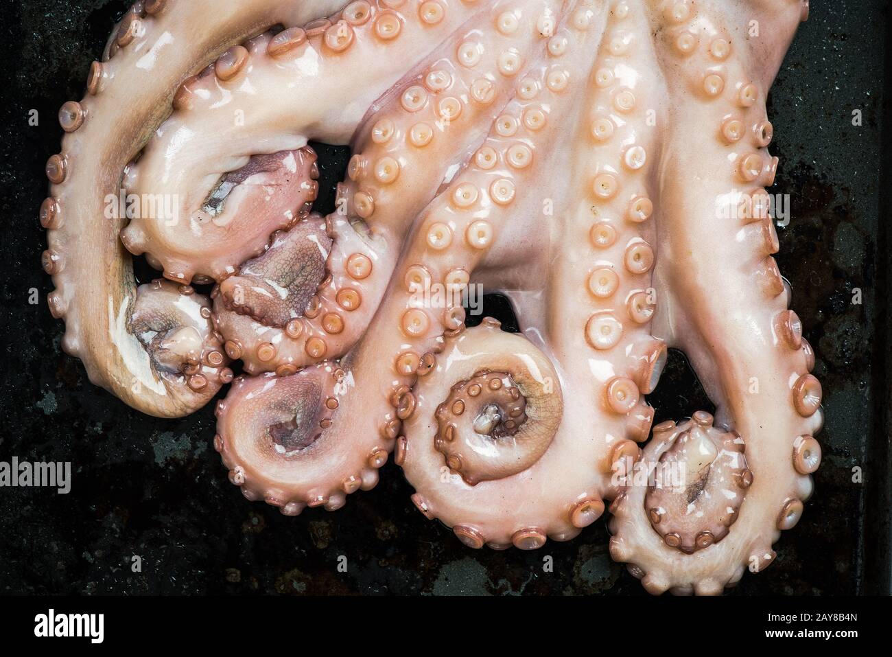 Octopus tentacles closeup detail view Stock Photo