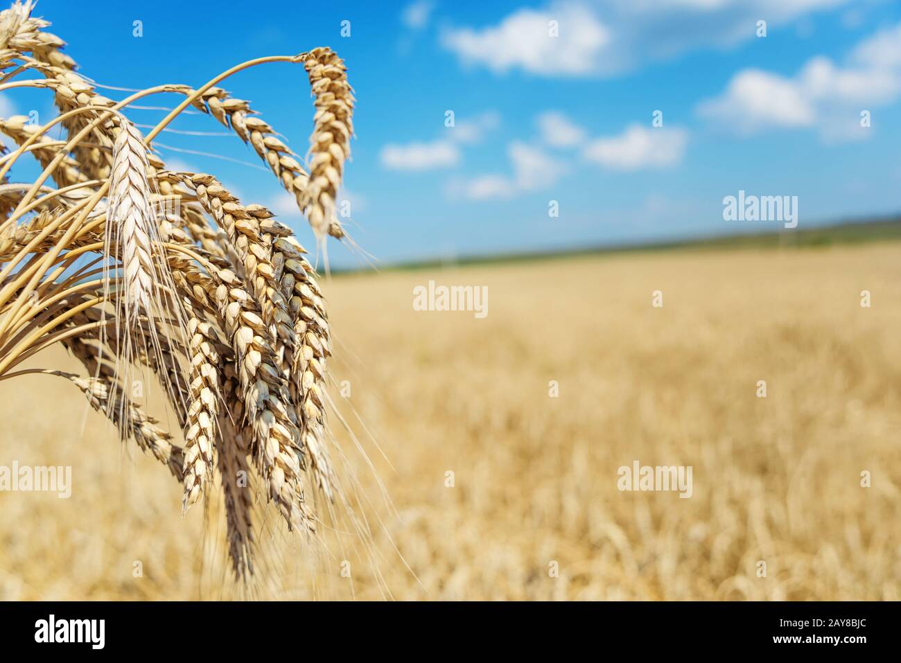 Sheaf of wheat Stock Photo Alamy