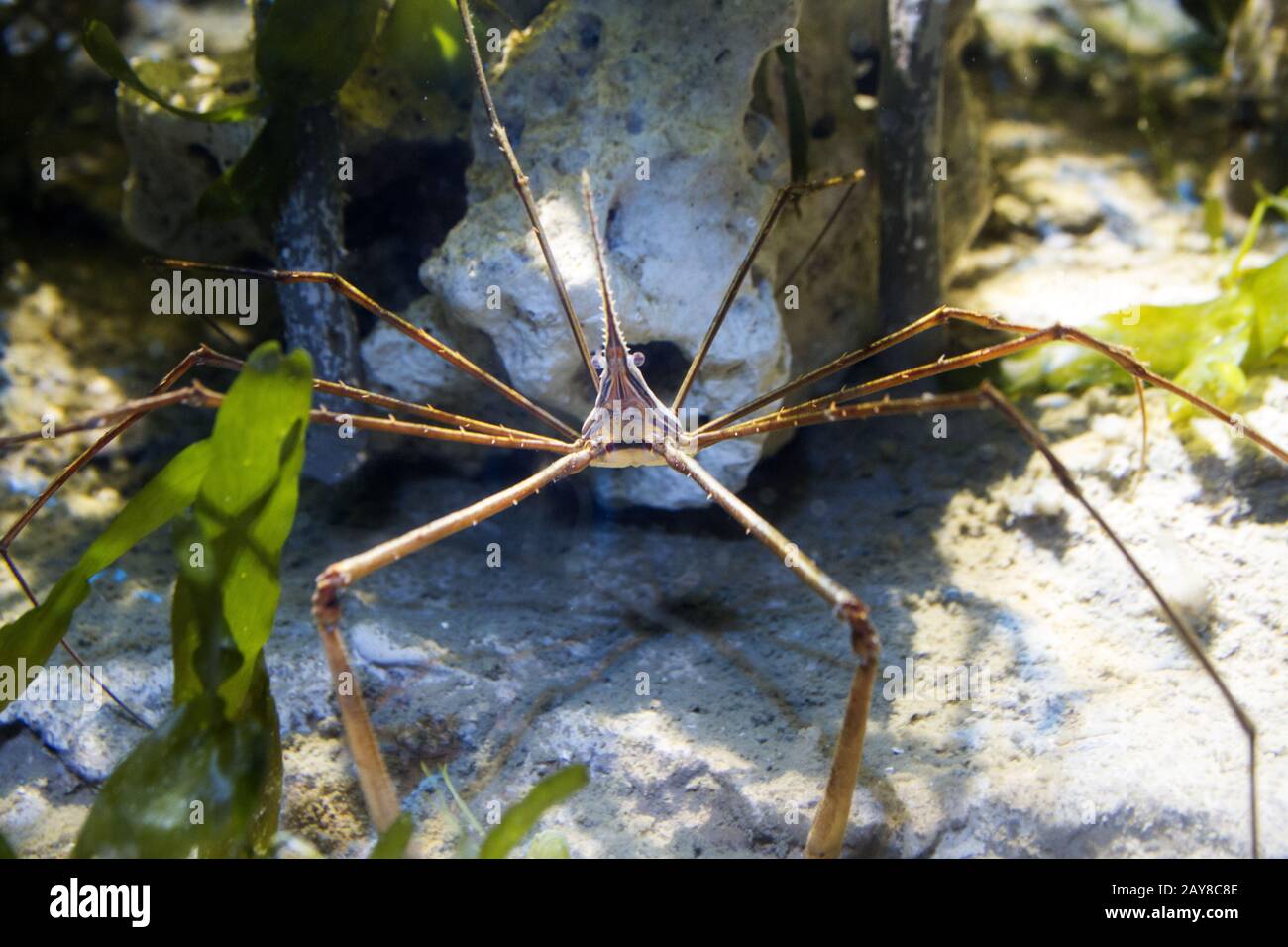 Sea-Life, arrow-ghost crab, Königswinter, NRW, Germany Stock Photo