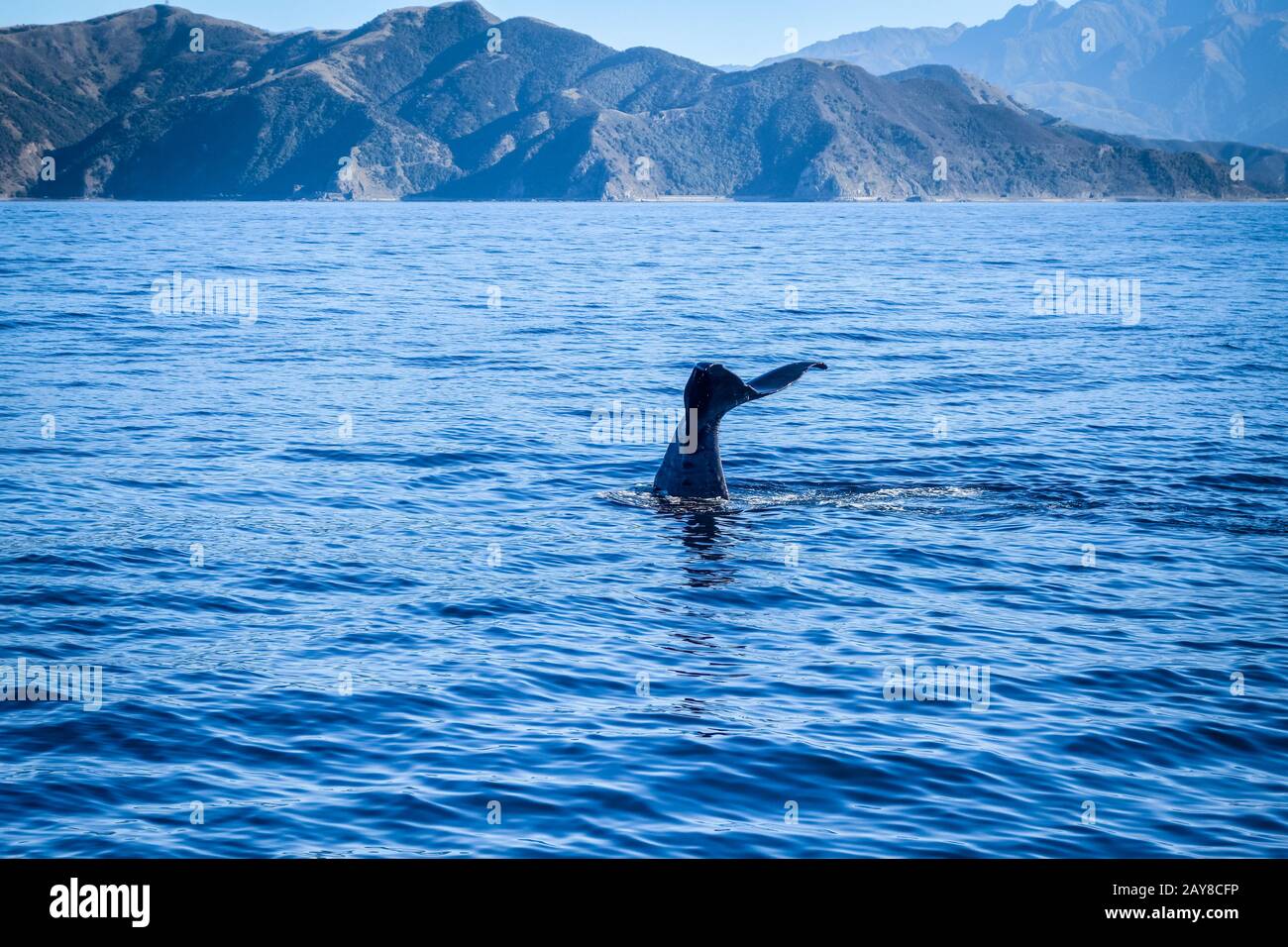 Whale in Kaikoura bay, New Zealand Stock Photo